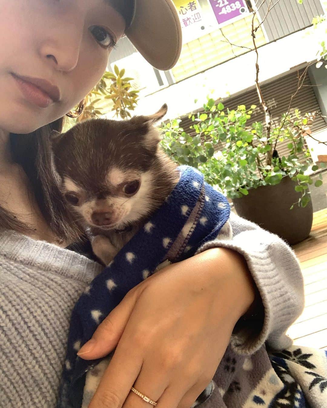 上野なつひさんのインスタグラム写真 - (上野なつひInstagram)「愛がずっとそばにある❤️  愛おしいなぁ…  キナコとチョコとデート✨ #チワワ #愛犬  #dog」5月2日 21時24分 - natsuhi