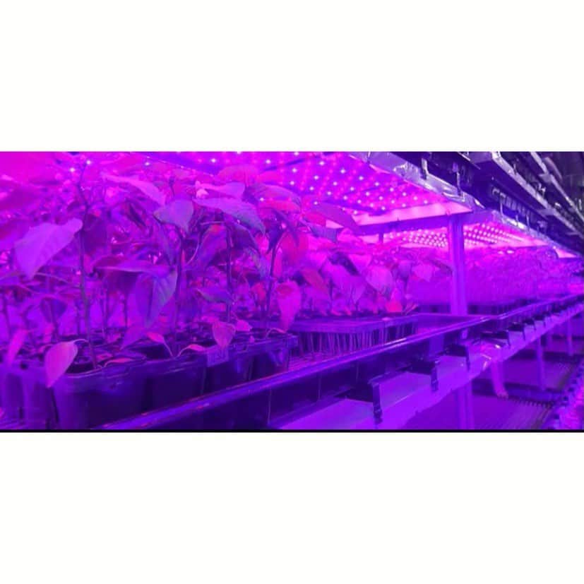美川愛実さんのインスタグラム写真 - (美川愛実Instagram)「LEDとコンピュータでできた🍅🍓  今日のKTSライブニュースでは次世代農業にフォーカスしました。 LEDライトの光でトマトや、イチゴの苗（一部の品種）が育つそうです。 その後はコンピューターシステムで管理された環境へ。  どちらも鮮やかな赤で、とてもおいしかったです。すごいなあ。  いちご狩り５月末までできるそうですよ🍓 @agricia0795   #農業 #🍓 #いちご狩り」5月3日 22時26分 - aimi.mikawa