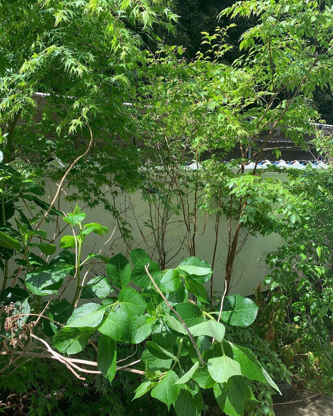 大橋未歩さんのインスタグラム写真 - (大橋未歩Instagram)「ズボラな性格のおかげで 庭が原生林のようになってきたw  放置しているのにこんなに青々と☺️  #新緑 #庭」5月4日 16時06分 - o_solemiho815