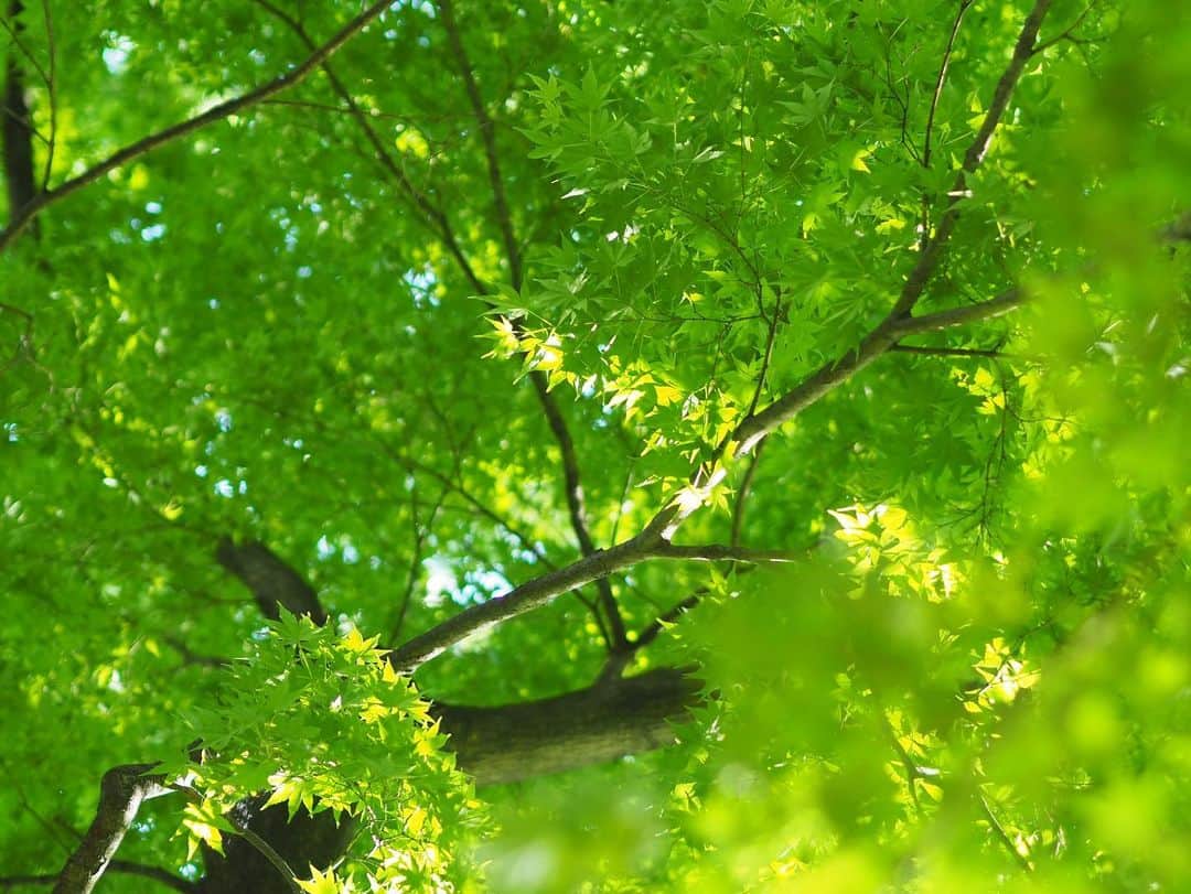 根岸由香里さんのインスタグラム写真 - (根岸由香里Instagram)「. 気づいたら上には青紅葉。」5月4日 17時45分 - yukarinegishi