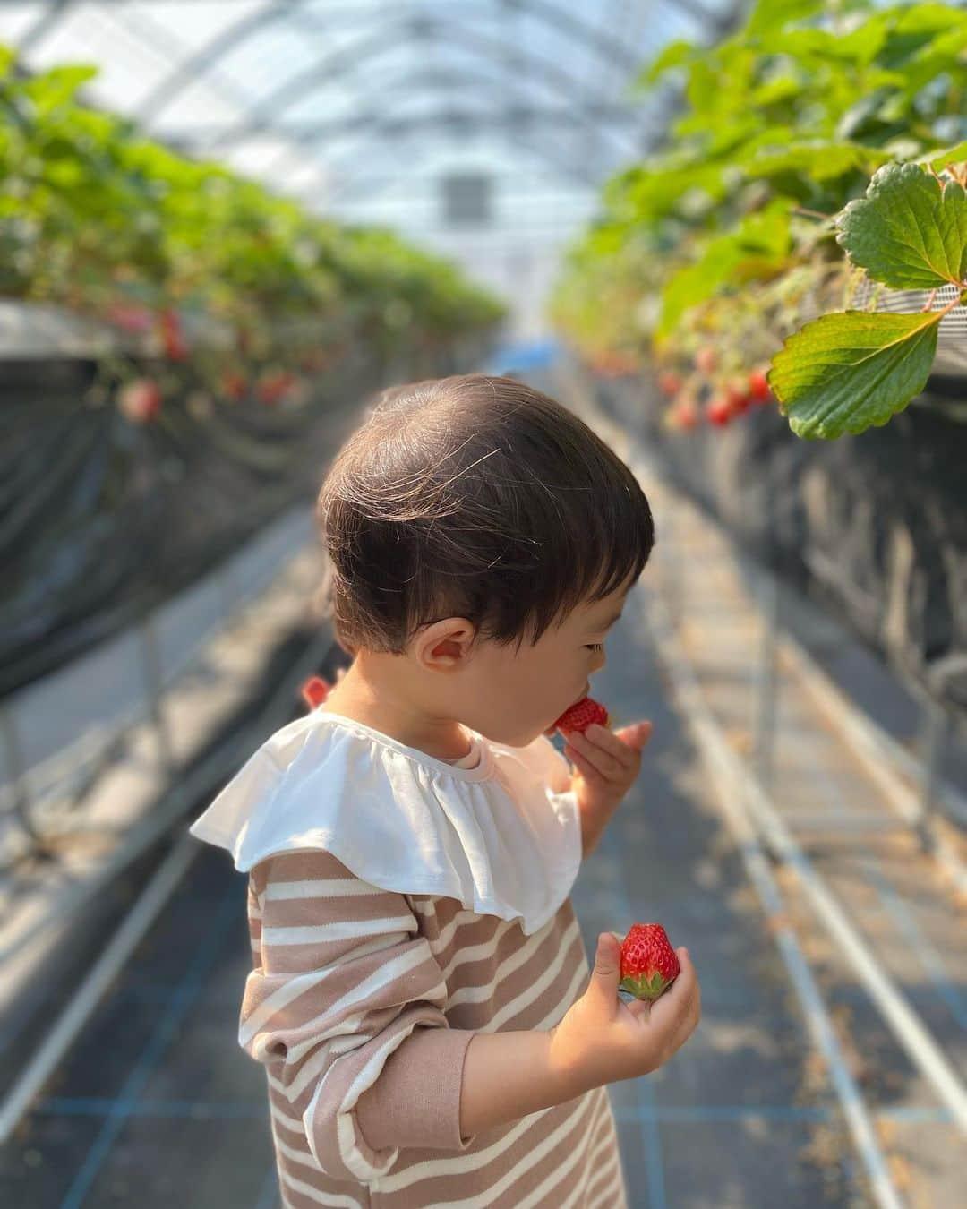 篠田麻里子さんのインスタグラム写真 - (篠田麻里子Instagram)「いちご狩り🍓もう終わりかけだけど常に両手持ち🤣 福岡のあまおう🍓✨ 時間いっぱい食べてました😂  #思い出#いちご狩り#あまおう#糸島#2歳2ヶ月」5月4日 19時29分 - shinodamariko3