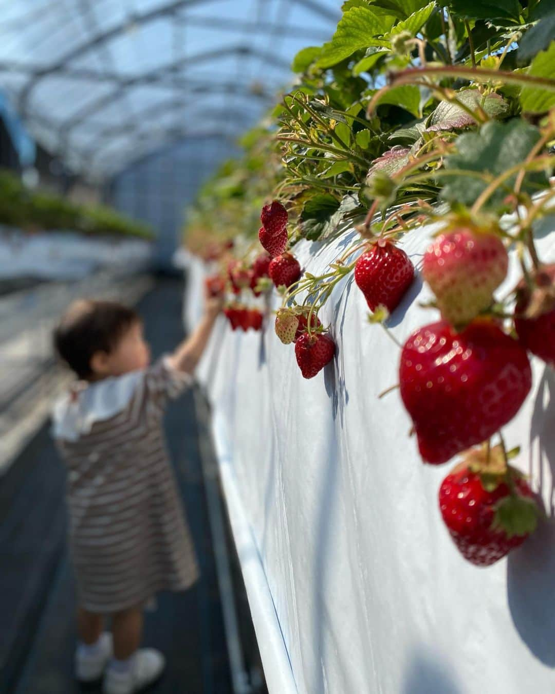 篠田麻里子さんのインスタグラム写真 - (篠田麻里子Instagram)「いちご狩り🍓もう終わりかけだけど常に両手持ち🤣 福岡のあまおう🍓✨ 時間いっぱい食べてました😂  #思い出#いちご狩り#あまおう#糸島#2歳2ヶ月」5月4日 19時29分 - shinodamariko3