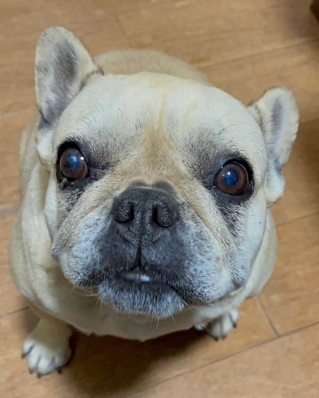 北斗晶さんのインスタグラム写真 - (北斗晶Instagram)「花ちゃん、珍しく遊ぼうと誘って来てます😀  お外に行きたいみたいです❣️ でも、もうこんな夜中だしね〜💧 明日、また遊ぼうね❤️  @corazon_hokuto  @tuna_jpn   #花ちゃん  #フレンチブルドッグ  #愛犬  #遊ぼうアピール」5月4日 23時34分 - hokutoakira_official