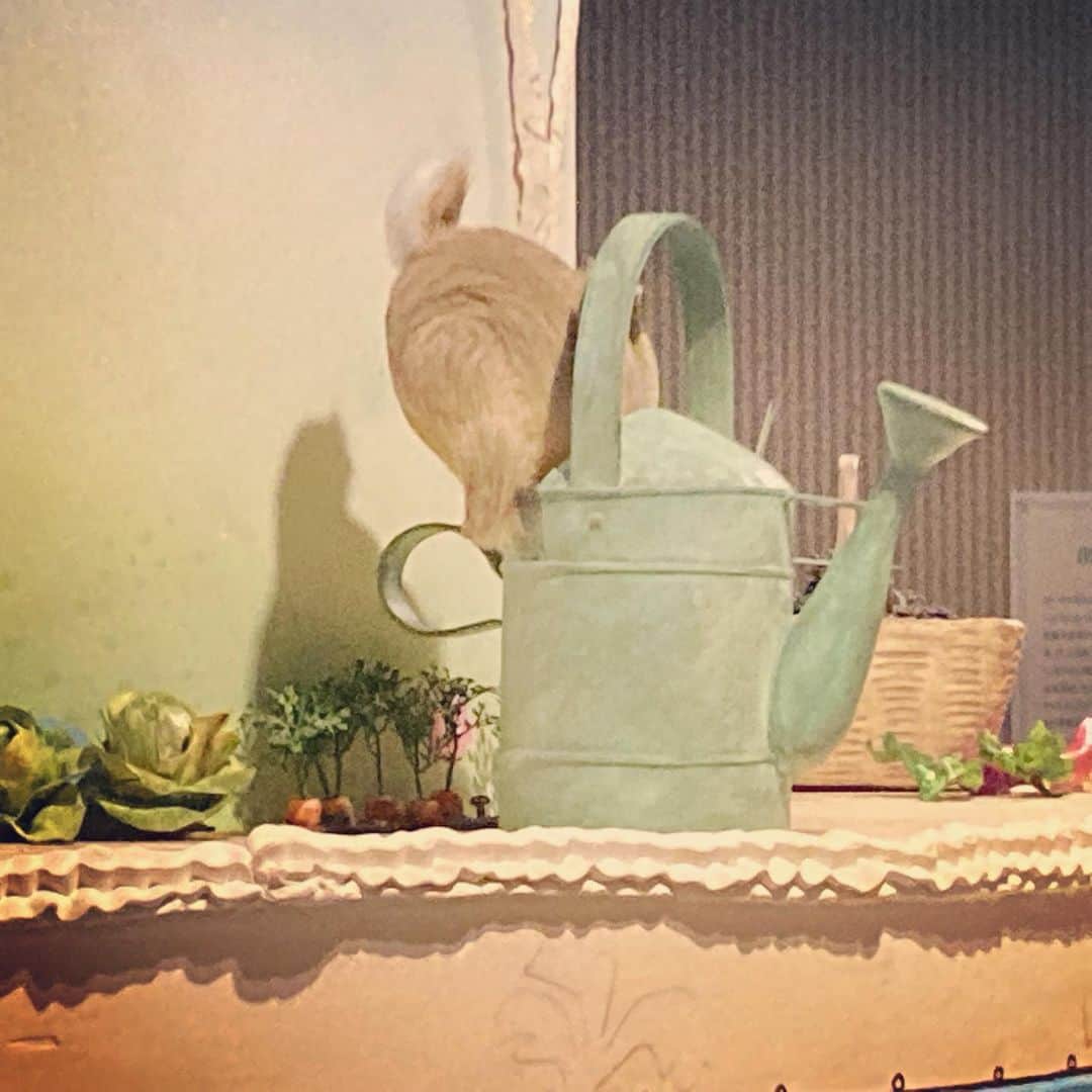 長谷部瞳さんのインスタグラム写真 - (長谷部瞳Instagram)「めっかわな世界🐇🥬🥕  肉のパイにされませんように。  れーきをふりふり 追いかけられませんように。  今日は#こどもの日  大人は元子ども！  自分のココロが子どもに戻ると 不思議と子どもとの距離も縮まります❤️  #ピーターラビット #ピーターラビット展 #ピーターラビットの世界 #イギリス #湖水地方 #絵本 #絵本のある暮らし #絵本の世界 #絵本作家 #絵本原画展 #ビアトリクスポター #うさぎ #ウサギ #世田谷美術館 #グッズ買いすぎ #でも後悔はしてない」5月5日 23時10分 - hasebe_hitomi