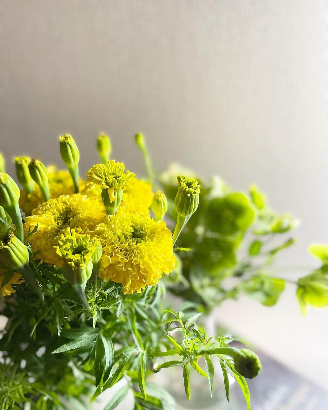 KAORI.OMURA 大村香織さんのインスタグラム写真 - (KAORI.OMURA 大村香織Instagram)「新入りのお花✨好きな黄色☺︎ ・ 私は昨日から少し仕事開始していました💻が、久々の開放的なGWはあっという間でした☺︎ ・  みなさん今日からお仕事開始かな？ 休み空けはキツいけど頑張りましょう☺︎ ・ ・ #花 #花のある暮らし #flowers #黄色い花 #花の好きな人と繋がりたい #花の名前がわからない#丁寧な暮らしに憧れる #お花のある生活 #花が好き#癒し」5月6日 6時16分 - kaori.omura