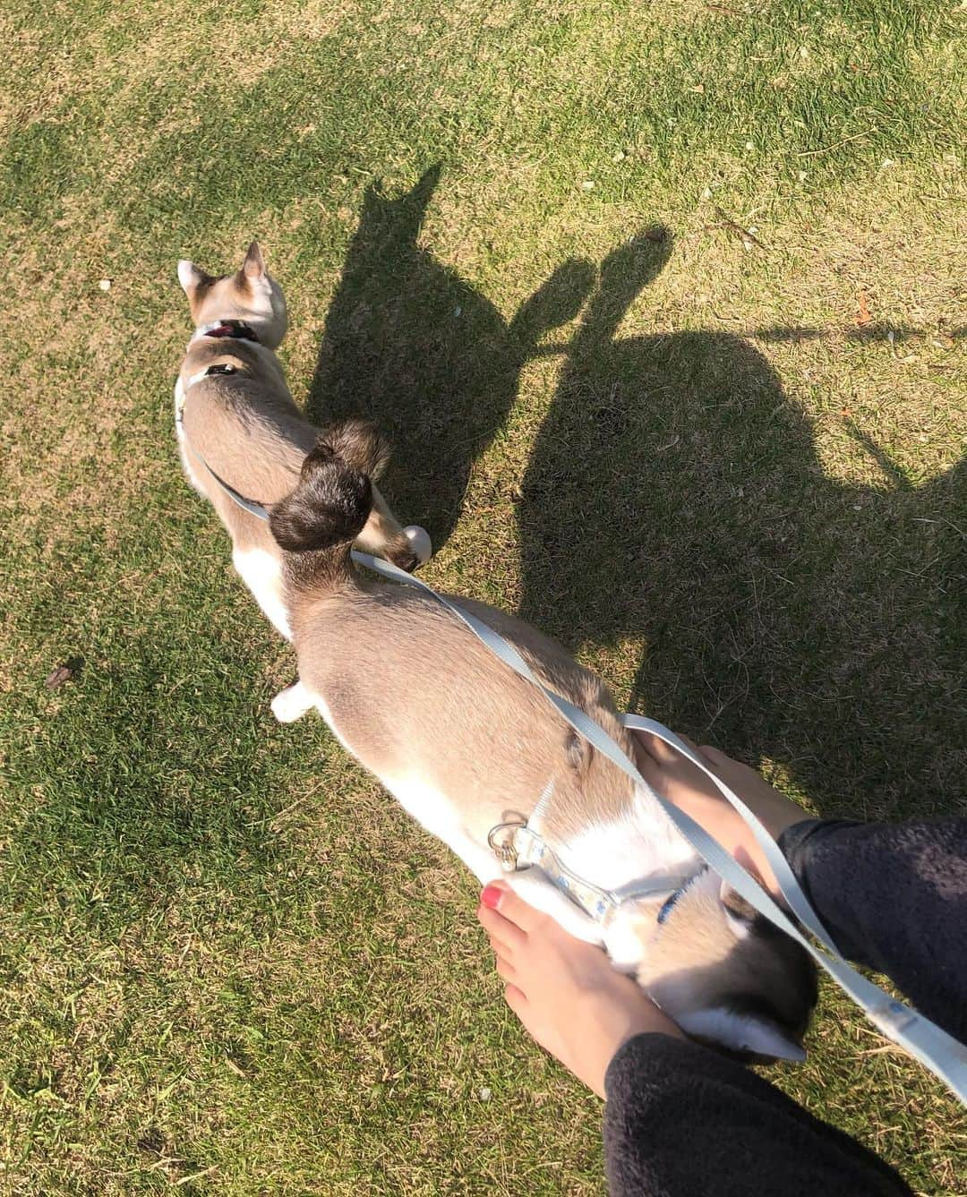 小野真弓さんのインスタグラム写真 - (小野真弓Instagram)「おっはようございます🌞🌿 今日も気持ちが良い天気😆  みんな仲良く〜 平和がいちばん🕊✨  丁寧に、と、おおらかに。。☺️ おかーさん、今日の心のお守り🙋‍♀️  今日も良い一日を＼(^ω^)／🌸  #チワワ#ハナちゃん #チマワル#ハルくん #雑種猫兄妹#アオくん#ナナちゃん #お泊まり猫#ちりんくん #犬猫日記#犬と猫のいる暮らし#仲良しわんにゃん家族」5月6日 7時55分 - hanaharuaroi