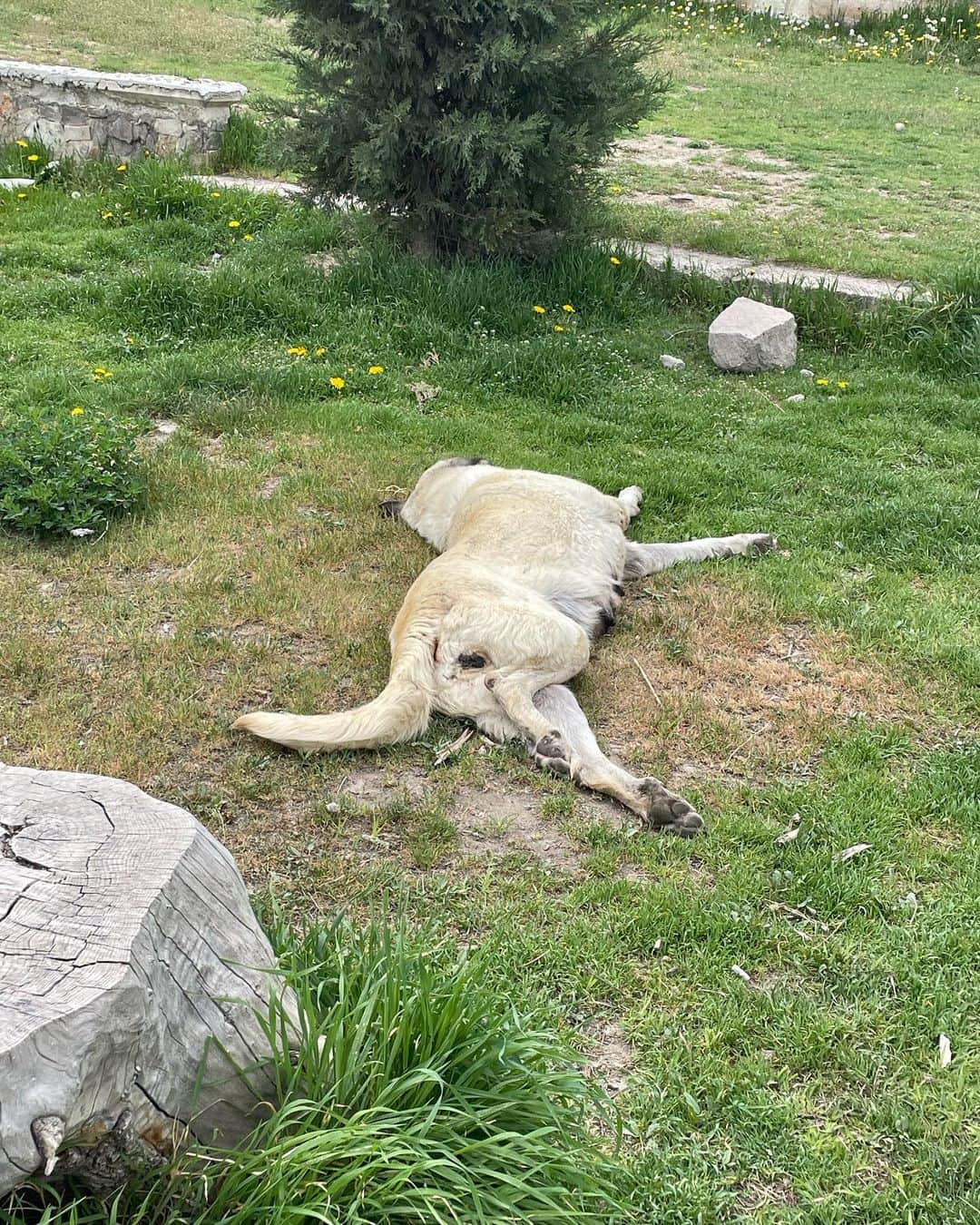 Yuriyaさんのインスタグラム写真 - (YuriyaInstagram)「トルコはそこら中で野良犬が爆睡してます。わら 呼んでも尻尾振るとか反応はするけど 基本シカト決めてる🥹おいで〜とかで尻尾振って寄ってくることない、媚びない笑 街中で人ごった返してても余裕で寝てるし、食べ物も困ってないのか サイズがオオカミクラス🐺ぱおーん #イヌ 人間に媚びる必要もなく怖がることもなく 思いっきり自分が主役ライフいいねえ🫶🏻」5月6日 9時44分 - yuriya_michelle