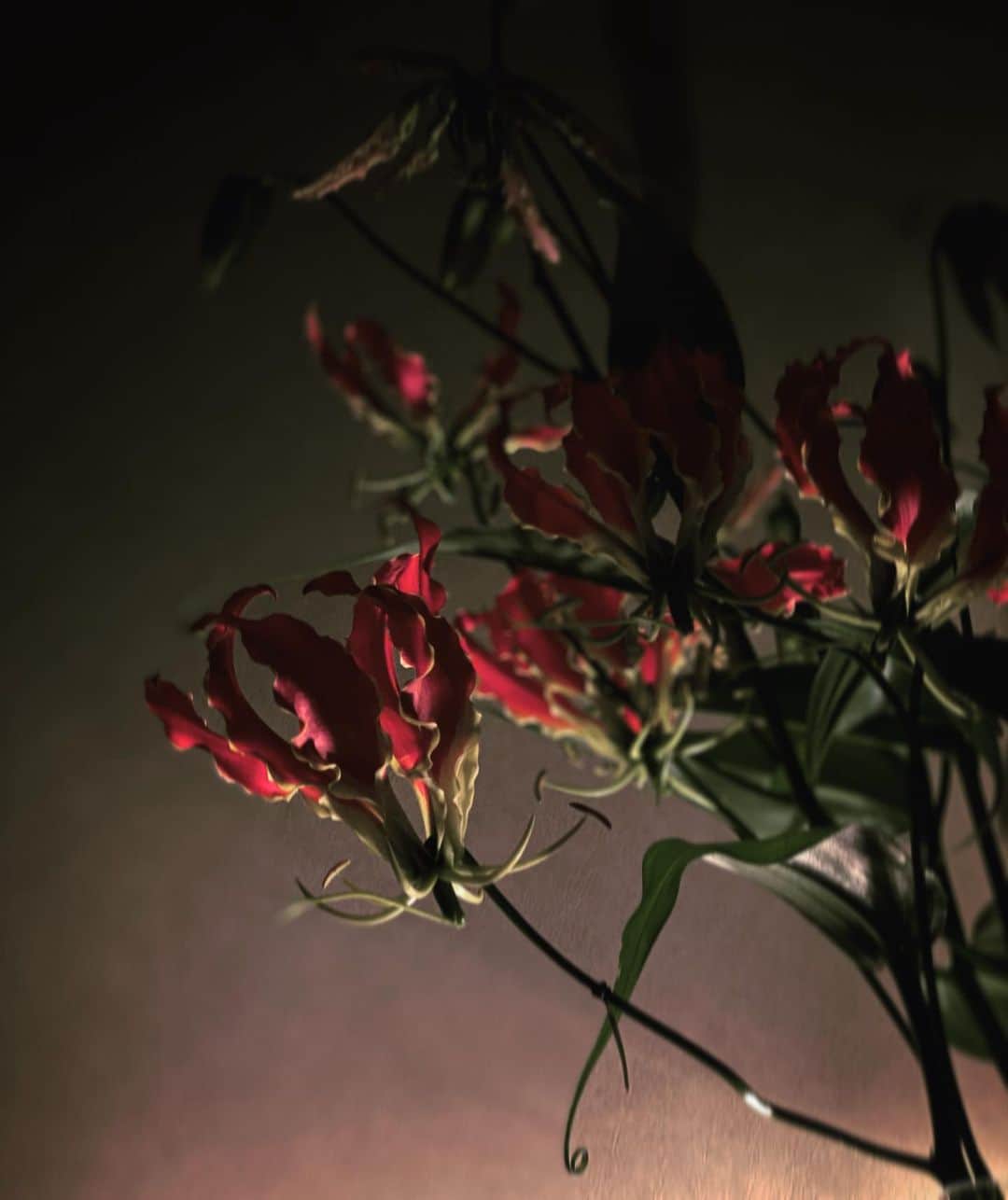 平宮博重さんのインスタグラム写真 - (平宮博重Instagram)「家で全力でゆっくり:)  #花のある暮らし #グロリオサ #flowerstagram #chillout」5月6日 11時27分 - hiroshige_narimiya