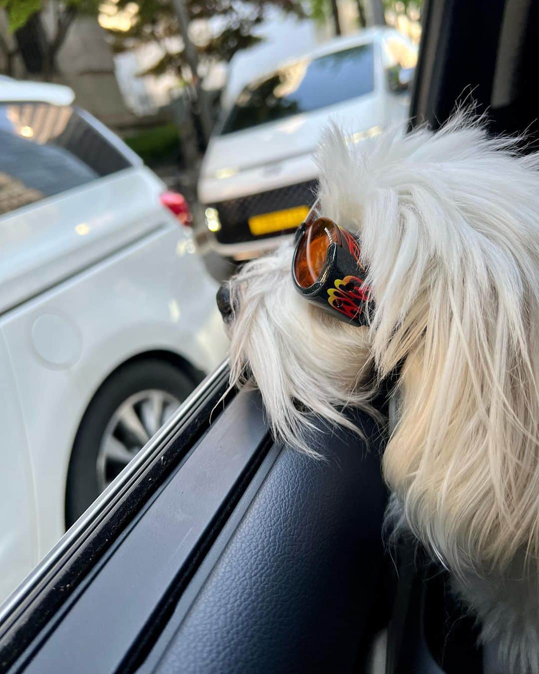 キム・ジェギョン さんのインスタグラム写真 - (キム・ジェギョン Instagram)「드롸이브부릉부릉😎🐶🚙」5月6日 19時41分 - _kimjaekyung_