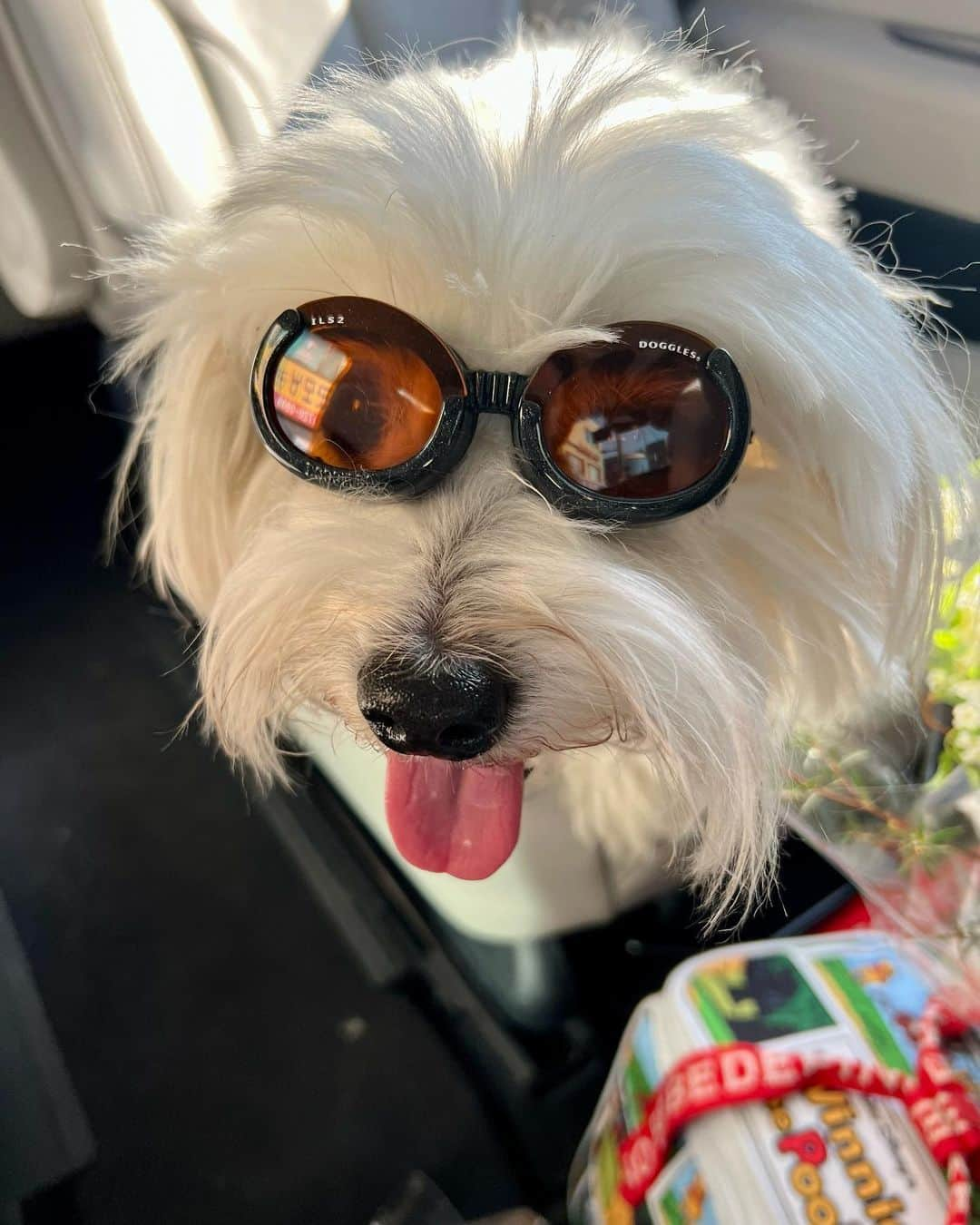 キム・ジェギョン さんのインスタグラム写真 - (キム・ジェギョン Instagram)「드롸이브부릉부릉😎🐶🚙」5月6日 19時41分 - _kimjaekyung_