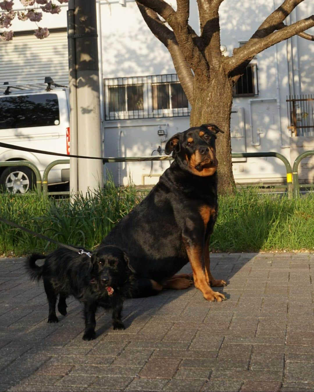 えがさりさんのインスタグラム写真 - (えがさりInstagram)「今日は渋谷で脱毛してから 葛西臨海公園でぷらぷら🍀  @tokyo_ace_clinic   いつもありがとうございます♪  #tokyo_ace_clinic #美容皮膚科 #医療脱毛 #脱毛」5月6日 20時27分 - arielluv1