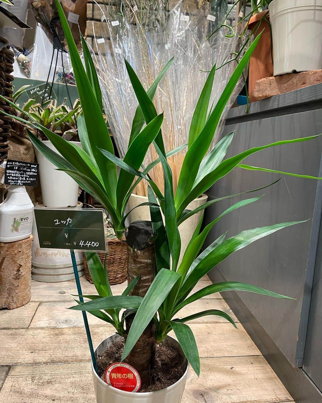 中岡由佳さんのインスタグラム写真 - (中岡由佳Instagram)「時々見ているお花屋さんでユッカが入荷していて吟味した上2度目の購入🌱良い鉢も見つけたのでこの鉢に植え替えてもらうためにしばらく預けています。この勢いのある葉の形が好き👍ユッカの名前も好き♥️ #yucca #yuka」5月8日 11時44分 - yuka_nakaoka