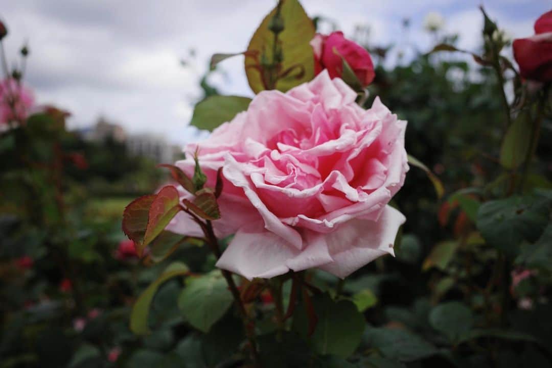 高田里穂さんのインスタグラム写真 - (高田里穂Instagram)「Happy Mother's Day🌍🎀  #polene #poleneparis #rosegarden」5月8日 17時41分 - riho__takada