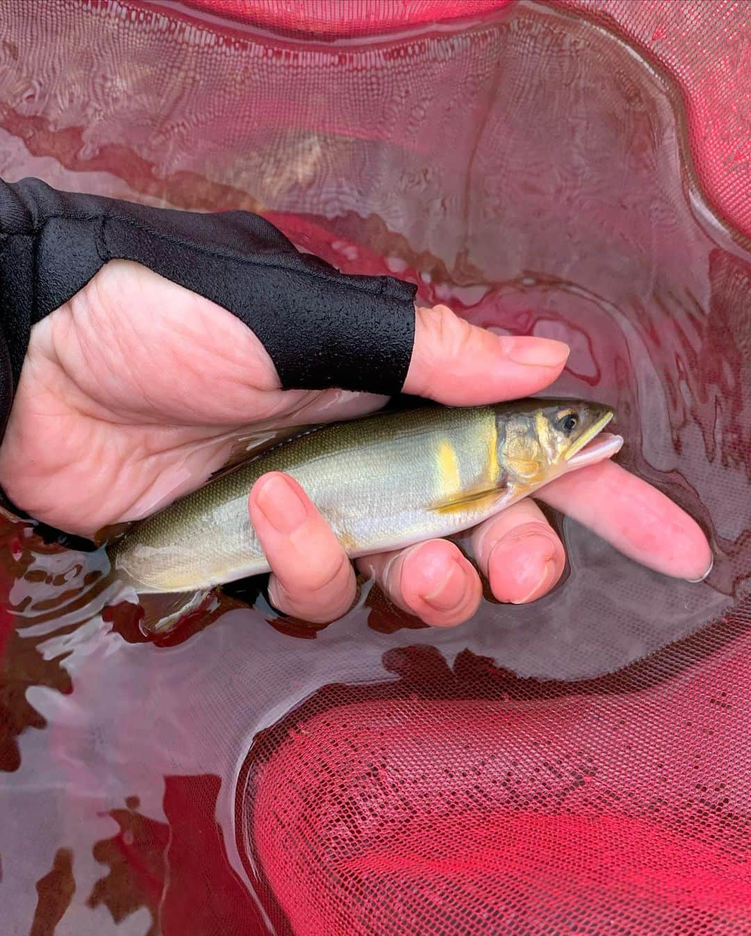 広川ひかるさんのインスタグラム写真 - (広川ひかるInstagram)「GWは鮎釣り解禁🎣 鮎釣り仲間のおかげで楽しい時間をありがとう🎶 いつも皆んな親切に見守ってくれる🙏感謝 昨年と一昨年はコロナ自粛で2日間づつしか鮎釣り出来なかったけど今年はすでに3日間も鮎釣り出来た🎶 次回はいつ行けるかな〜 、 #hikaruhirokawa  #鮎釣り #鮎 #荒川 #fishing」5月8日 18時22分 - hikaru_hirokawa