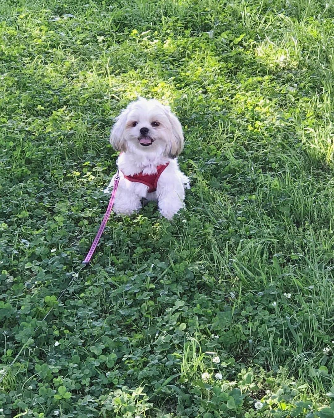 堀江聖夏さんのインスタグラム写真 - (堀江聖夏Instagram)「⌇‎ 🐶🌱🌷 ⁡ ⁡ 走ってくる姿が愛おしい、まろんちゃん♡ ⁡ ⁡ ___________ #愛犬 #シーズー」5月9日 12時13分 - mina_horie