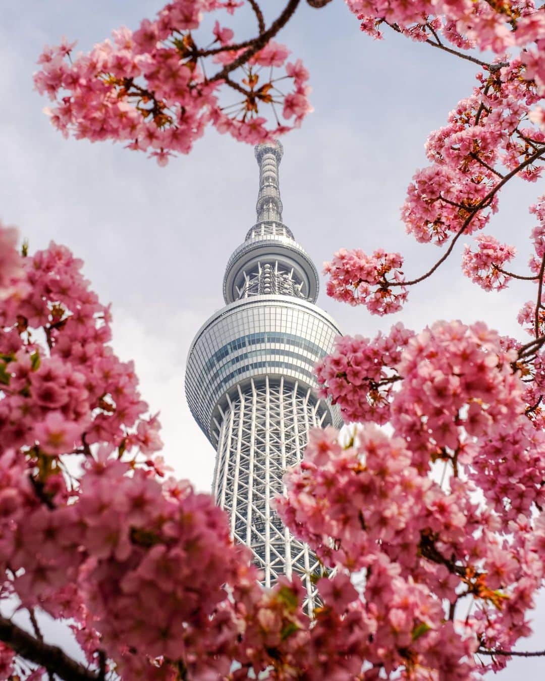 SHOCK EYEさんのインスタグラム写真 - (SHOCK EYEInstagram)「季節は移り変わる🌸🌿  スカイツリーを彩る河津桜のフレームも、ピンクから緑へ変わっていたよ😊  よく見ると、可愛いさくらんぼ🍒  この大都会にも、しっかり四季は残っているんだね。  #スカイツリー #東京 #skytree #tokyo #japantravel #japantrip #canon #canonR5 #beautifuldestinations #discoverjapan #discoverearth #voyaged #awesome_photographers #IamATraveler #wonderful_places #japanphoto #japanphotography #japan_of_insta #livingonearth #theglobewanderer」5月10日 9時55分 - shockeye_official