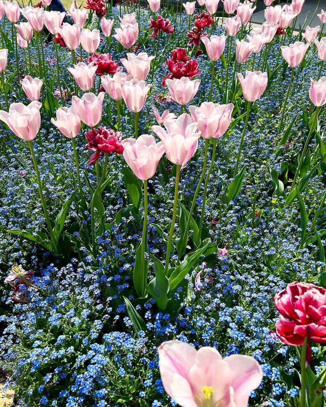 得あゆさんのインスタグラム写真 - (得あゆInstagram)「砺波チューリップフェア🌷 ザ、地元の公園⛲️ GWに富山に帰った時だけ見る事ができる！ 一面のチューリップ🌷とても可愛いかった〜🌷❤️  tops : @mirror.me_official 🤍 質問沢山頂いてたこのtops😍 可愛すぎるのでいっぱい着回す🤍🤍🤍🤍  ・ ・ ・ ・ ・ ・ ・ ・ ・ ・ ・ ・ ・  #mirrormeスタイル#selectshopmirrorme#ミラーミー#mirrorme#tops#トップス#ブラウス#シャツ#着回し#着回しコーデ#サンバイザー#白コーデ#サンダル#チューリップ#チューリップ畑#砺波#砺波チューリップ公園#砺波チューリップフェア#チューリップフェア#お花畑#ゴールデンウィーク#gw#ママコーデ#ママファッション#子育てママ#gw旅行#富山グルメ#地元#田舎の風景#sunvalley」5月10日 16時43分 - tokuayu819