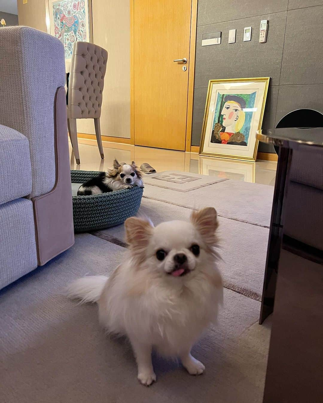 アン・シネさんのインスタグラム写真 - (アン・シネInstagram)「My babies 🐶」5月11日 13時03分 - shinaeahn