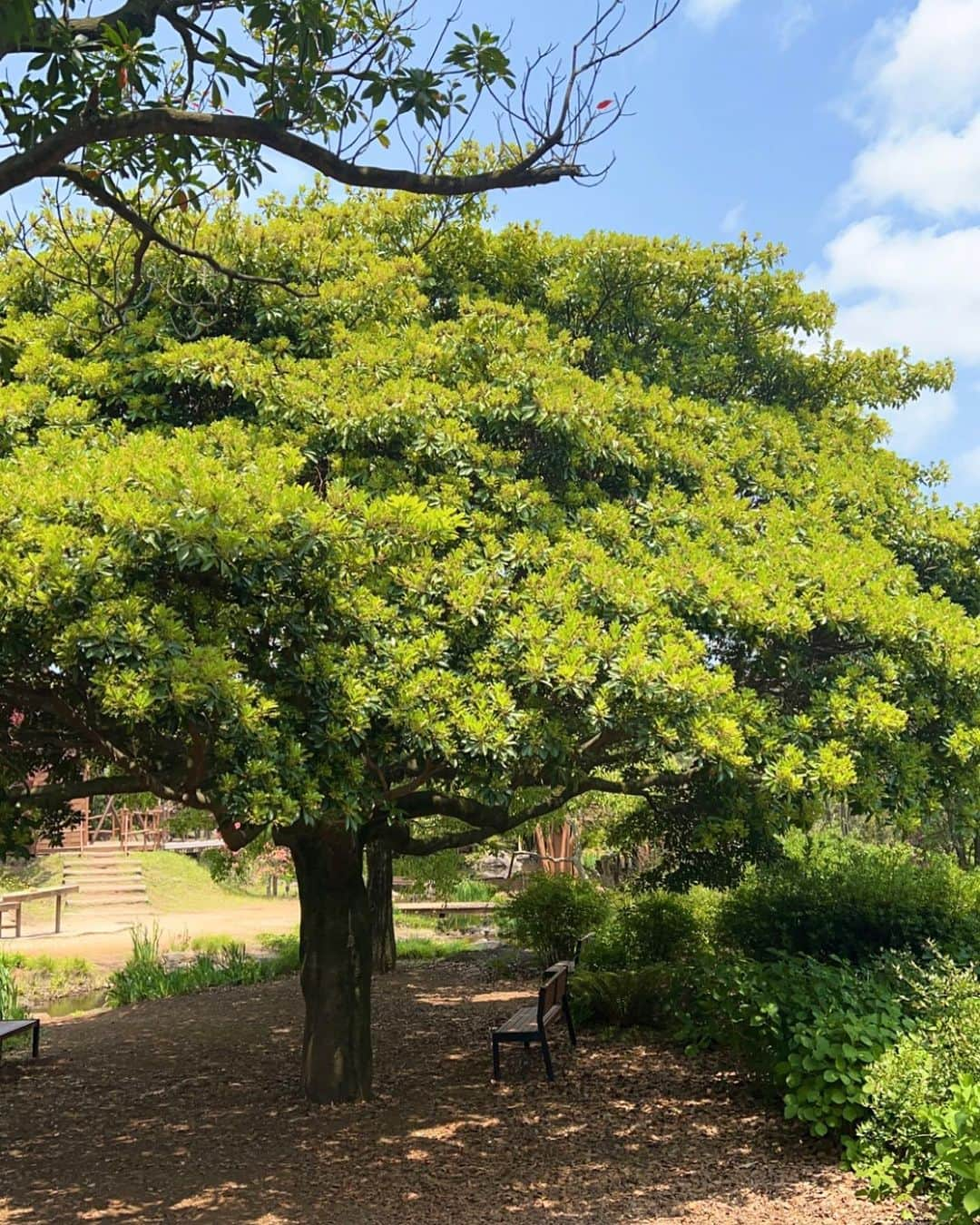 ジスさんのインスタグラム写真 - (ジスInstagram)「예뻐라 ☁️🌳🌸」5月11日 15時32分 - sooyaaa__