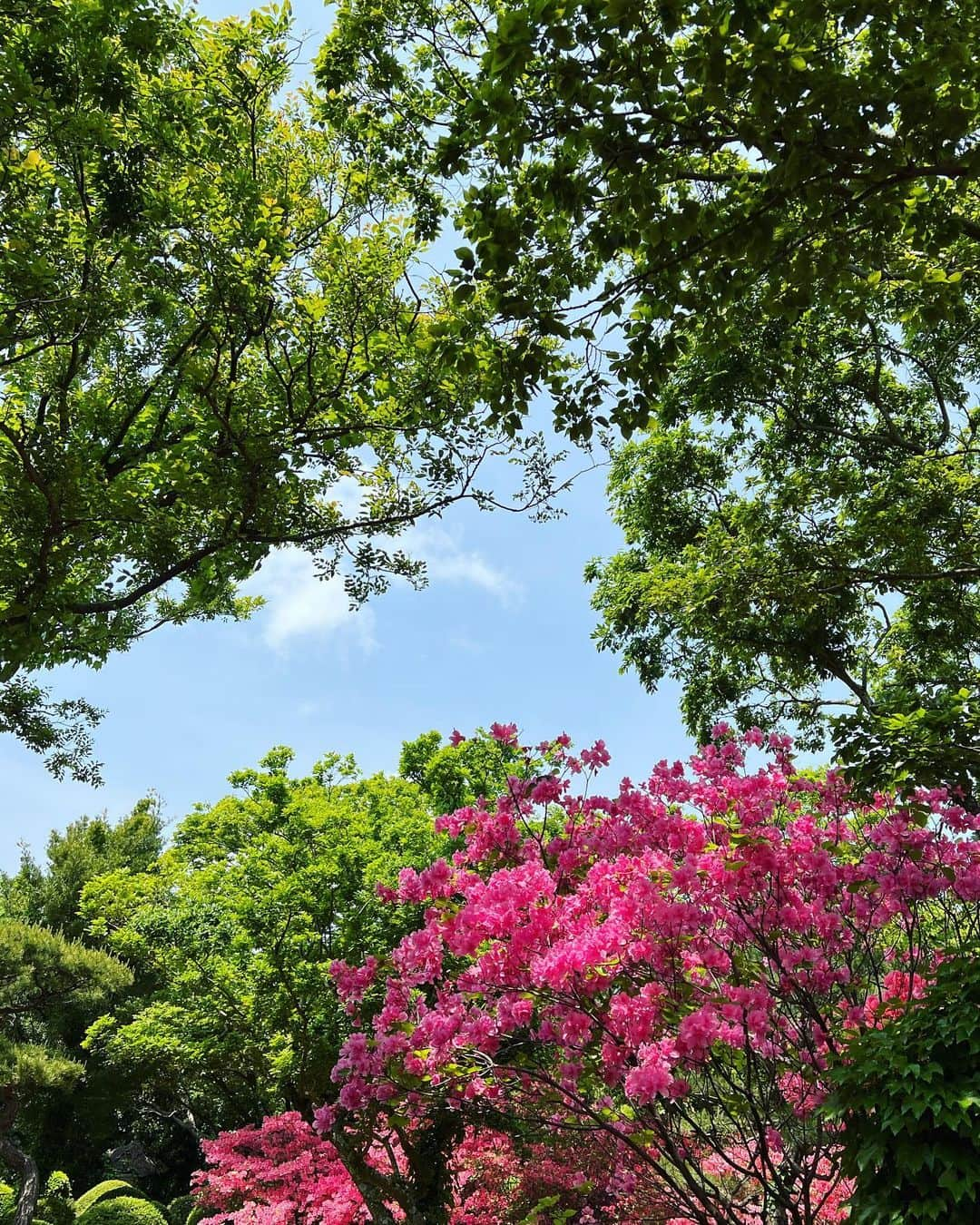 ジスさんのインスタグラム写真 - (ジスInstagram)「예뻐라 ☁️🌳🌸」5月11日 15時32分 - sooyaaa__