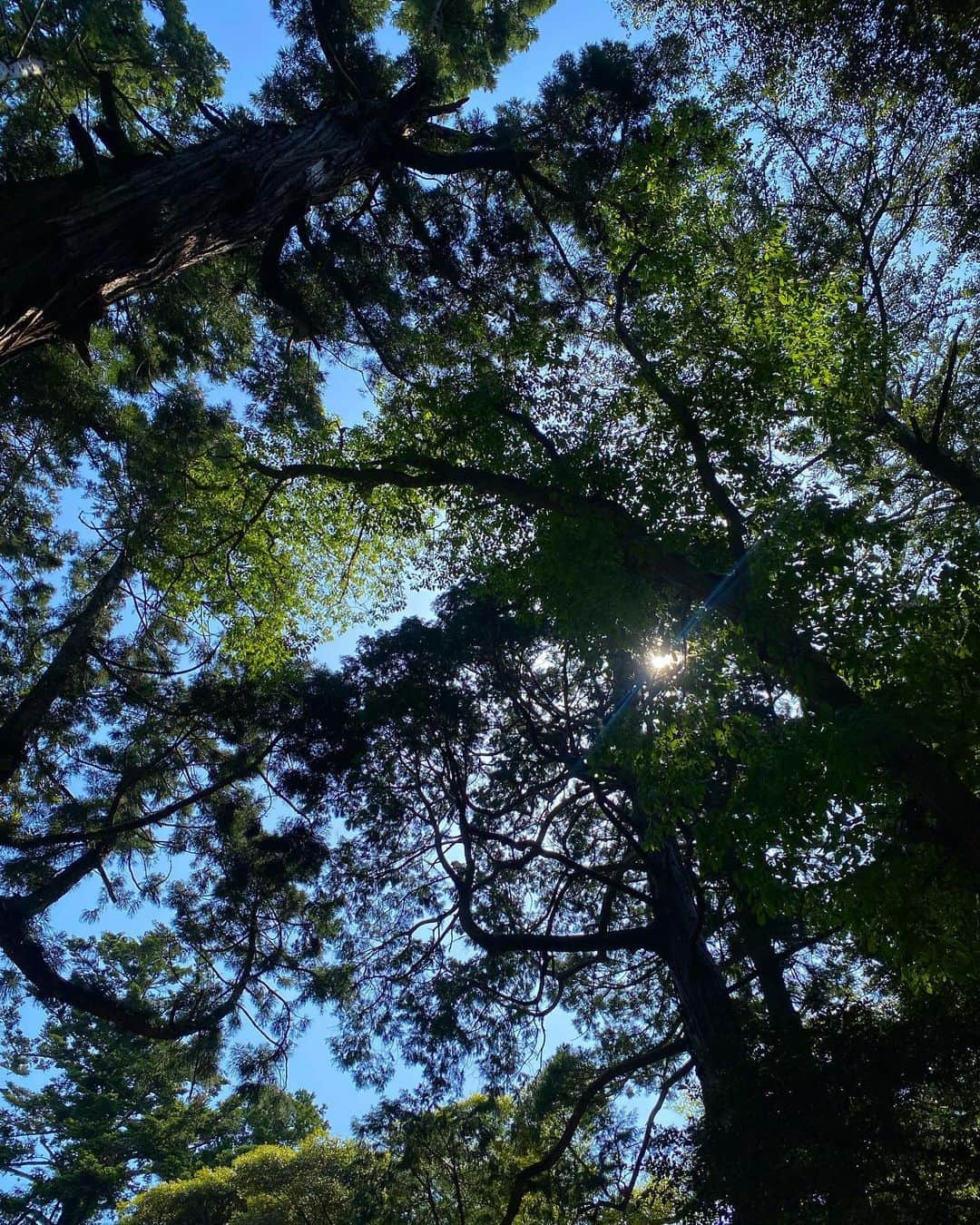 小山ひかるさんのインスタグラム写真 - (小山ひかるInstagram)「茨城県にある人気のパワースポット 鹿島神宮に行ってきました⛩✨ 空気も綺麗で とても神聖な場所でした💓 . 朝早起きして行った甲斐があったなぁ☺️ 御朱印もいただいて おみくじも大吉!!🥠💕 . とても素敵な1日の始まり😌🌈 他にも色んな神社仏閣 行きたいなぁ〜♪♪ . . #鹿島神宮 #鹿島神宮パワースポット #パワースポット #神社 #神宮 #神社巡り #神社仏閣 #茨城県 #⛩ #神聖な場所 #神様 #ご挨拶 #早起き #早起きは三文の徳 #おみくじ #おみくじ大吉 #大吉 #御朱印 #綺麗な空 #癒し #powerspot #happy #smile #奥宮 #rienda」5月11日 16時28分 - hikaru_kym