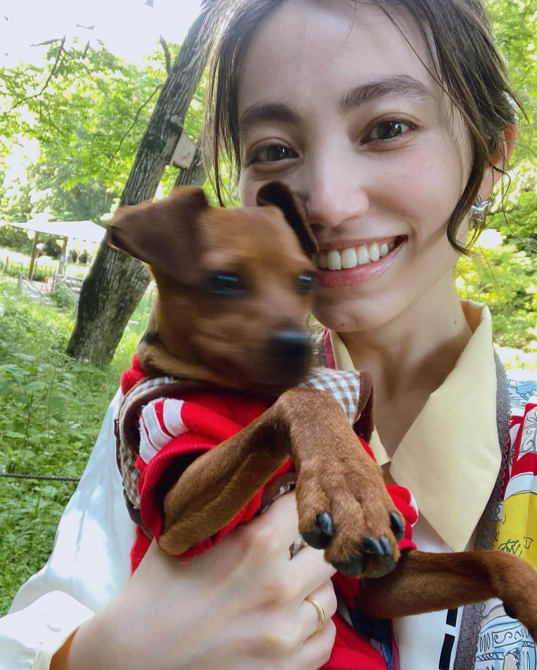 加藤ジーナさんのインスタグラム写真 - (加藤ジーナInstagram)「あばれワンコ🐕まっけんが昨日で9ヶ月だったよ🌈🧚‍♀️ 基本的にずーっと寝てるけど 暴れる時は超激しいウチの子🤣 上手に写真なんて撮れやしない🤣 服を着せるのもハーネスつけるのも全部一苦労🥲 ちゃんと大人しくさせて首輪はつけましょうなんて言われても 全然できないのよ！！！！😂笑 色んな動画やら本やら読んで躾のお勉強して試してるけどダメ😂 私のやり方が悪い、、、 いやそれだけじゃないはず笑 この子はこういう子なの！笑 待て、お座り、伏せ、お手 はできるようになったんだけどなあ🤣？ お留守番と散歩の準備がまだね、、 あと拾い食いしたくて仕方ないみたいでそれも困りもん😅 犬育てむずー！ だけどうちに来た時は、まずひたすら噛むので困ってたし、思い返せば9ヶ月でいっぱい成長した！💐 えらいえらい🐕💗 #愛犬 #うちの子 #ミニピン #ミニチュアピンシャー #minipin #9ヶ月 #子犬 #わんこのいる生活 #わんこ」5月11日 17時43分 - katogina_718