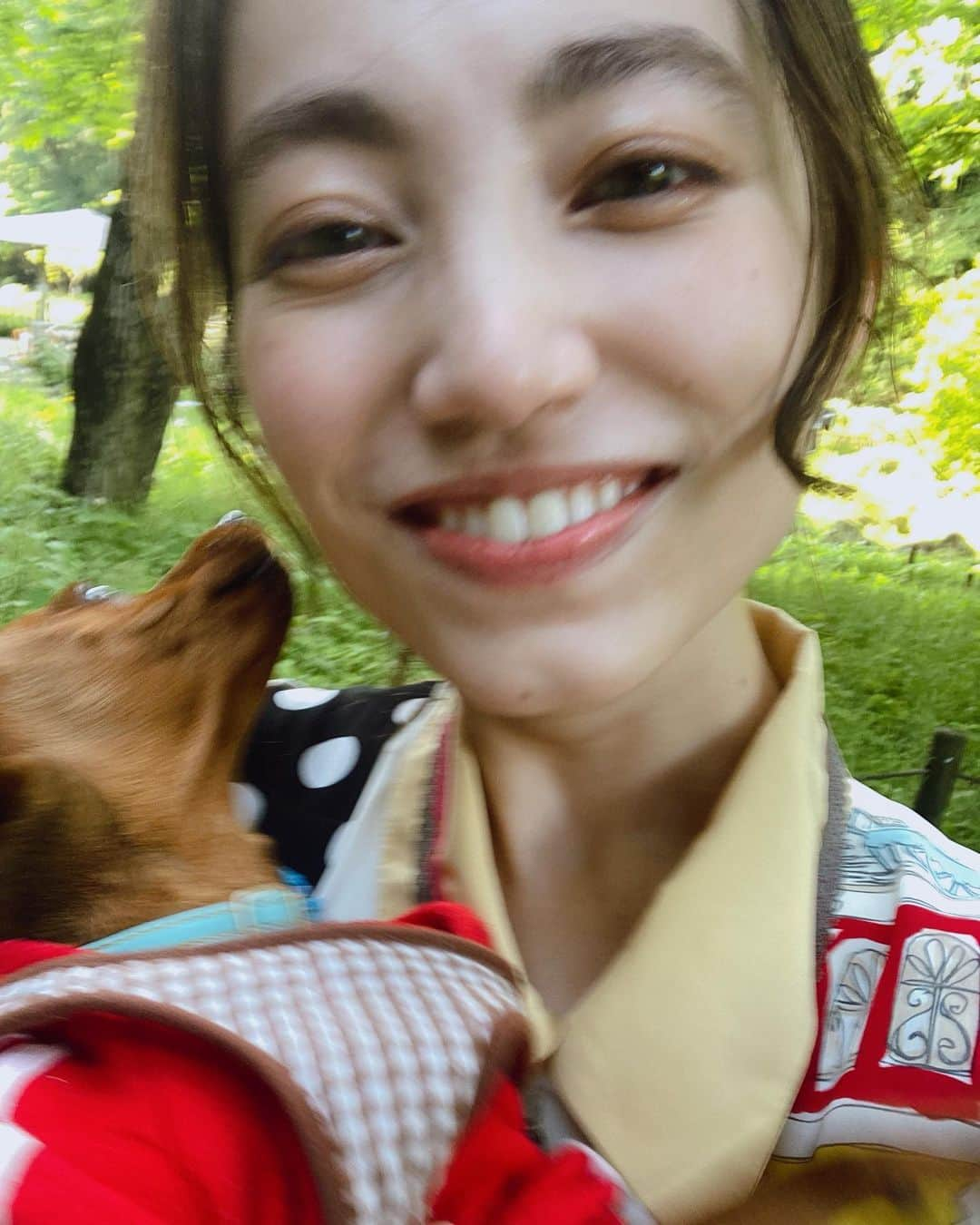 加藤ジーナさんのインスタグラム写真 - (加藤ジーナInstagram)「あばれワンコ🐕まっけんが昨日で9ヶ月だったよ🌈🧚‍♀️ 基本的にずーっと寝てるけど 暴れる時は超激しいウチの子🤣 上手に写真なんて撮れやしない🤣 服を着せるのもハーネスつけるのも全部一苦労🥲 ちゃんと大人しくさせて首輪はつけましょうなんて言われても 全然できないのよ！！！！😂笑 色んな動画やら本やら読んで躾のお勉強して試してるけどダメ😂 私のやり方が悪い、、、 いやそれだけじゃないはず笑 この子はこういう子なの！笑 待て、お座り、伏せ、お手 はできるようになったんだけどなあ🤣？ お留守番と散歩の準備がまだね、、 あと拾い食いしたくて仕方ないみたいでそれも困りもん😅 犬育てむずー！ だけどうちに来た時は、まずひたすら噛むので困ってたし、思い返せば9ヶ月でいっぱい成長した！💐 えらいえらい🐕💗 #愛犬 #うちの子 #ミニピン #ミニチュアピンシャー #minipin #9ヶ月 #子犬 #わんこのいる生活 #わんこ」5月11日 17時43分 - katogina_718