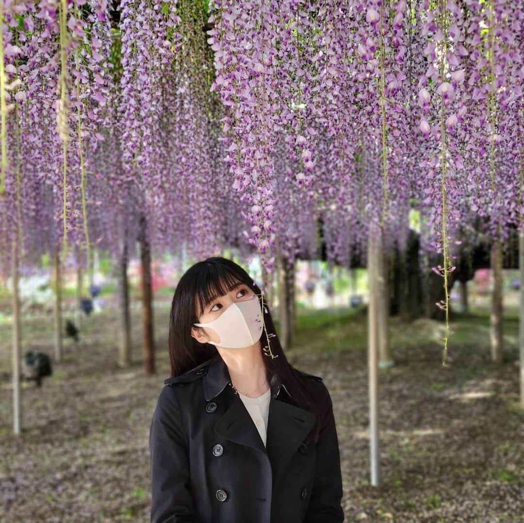 大島璃音さんのインスタグラム写真 - (大島璃音Instagram)「藤の花🍇 本当に本当に美しかった！ 近くで写真撮ると甘い香りがしました🐝  GW終わってしまうと写真を見て思い出に浸りがちですよね〜📸」5月11日 19時34分 - rinon_ohshima