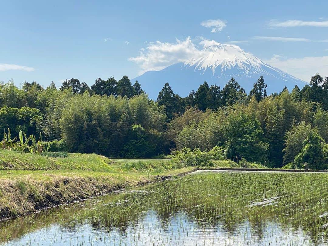 中谷美紀さんのインスタグラム写真 - (中谷美紀Instagram)「今朝は足柄にて撮影をしておりました。  雪を頂いた富士の裾野には、田植えがなされて間もない水田が点在し、初夏らしい風情を味わうことができました。  飾らない日本の姿の何と美しいこと。  日本人の私が見ても感嘆のため息が漏れるほど心動かされるのですから、海外から訪れる観光客の方々はなおのことでしょう。  こうした価値ある観光資源が変わることなく守られることを、よそ者の手前勝手ながら願っております。  お昼は少々お時間がございましたので、抜け駆けをして、厚木のZUNDO BARに立ち寄りまして、こんにゃく麺の柚子塩ラーメンをいただきました。  長年にわたり糖質制限を余儀なくされている者でも、はばかることなく堪能できる貴重なラーメン店の存在は、ありがたい限りです。  今宵も皆様が安眠できますように。  我在富士山脚下拍摄。 我喜欢日本的风景，没什么。 当然，我也很喜欢慕奇画的潇湘八景。  Was für ein schöner Ausblick! Der Berg Fuji steht immer dort, als wenn in der Welt nichts geschehen wäre.  #富士山 #足柄 #富士裾野 #田舎暮らし #水田 #田植え #ズンドーバー #阿夫利  #柚子塩ラーメン #糖質制限 #蒟蒻麺 #中谷美紀 #mountfuji #fujiyama #riceterrace  #japaneselandscape  #countrylife #afuri #ramen #yuzuramen  #lowcarb  #mikinakatani」5月11日 20時02分 - mikinakatanioffiziell