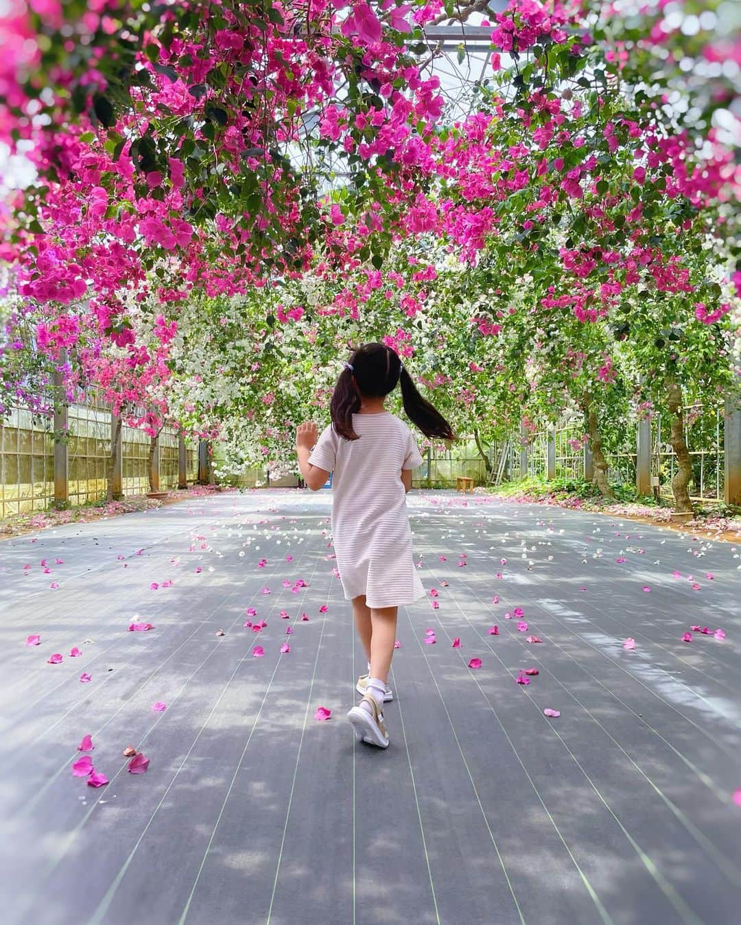 MIRIさんのインスタグラム写真 - (MIRIInstagram)「子供は自然が似合うね☺️🌈🌿  可愛い写真スポット多かった🫶💕  #植物園 #ハイビスカス #🌺  #写真スポット  #花 #flowers  #gw #gw旅行 #trip  #kids #娘 #女の子 #2022 #思い出  #picture #JAPAN  #resort  #bag #chanel  #dior #diorkids  #帽子 #FENDI #サングラス  #memory #宮古島  #写真 #景色 #絶景 #家族旅行」5月11日 20時29分 - miri.o3