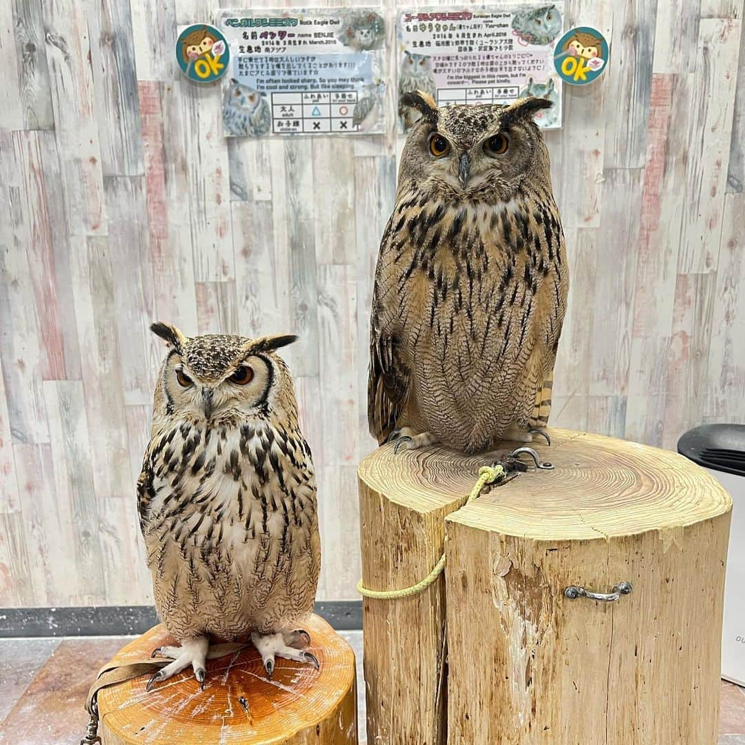 有栖未桜さんのインスタグラム写真 - (有栖未桜Instagram)「初めてふくろうカフェ行った🦉❤️ めっちゃ可愛いかった😌✨ またふらっと寄ってしまいそうw . .  #ふくろうカフェ #ふくろう  #iphone越しの私の世界  #japanesegirl #instapic #instagirl  #インフルエンサー #猫顔女子 #ショートカッ党 #レースクイーン #rq #コスプレイヤー #ポートレートモデル #有栖未桜 #みおるー沼 #followme」5月11日 23時56分 - miiion_official