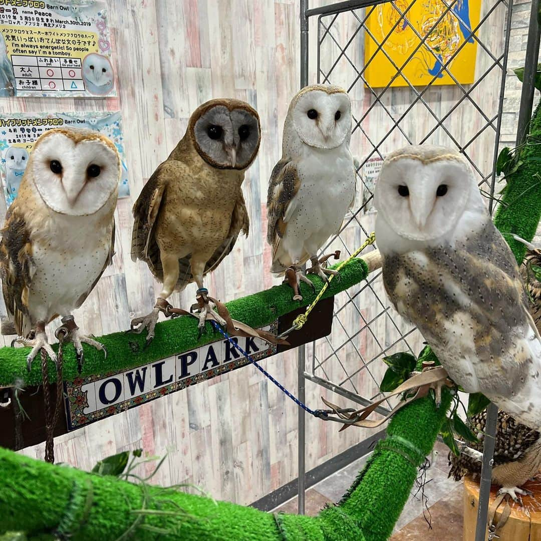 有栖未桜さんのインスタグラム写真 - (有栖未桜Instagram)「初めてふくろうカフェ行った🦉❤️ めっちゃ可愛いかった😌✨ またふらっと寄ってしまいそうw . .  #ふくろうカフェ #ふくろう  #iphone越しの私の世界  #japanesegirl #instapic #instagirl  #インフルエンサー #猫顔女子 #ショートカッ党 #レースクイーン #rq #コスプレイヤー #ポートレートモデル #有栖未桜 #みおるー沼 #followme」5月11日 23時56分 - miiion_official