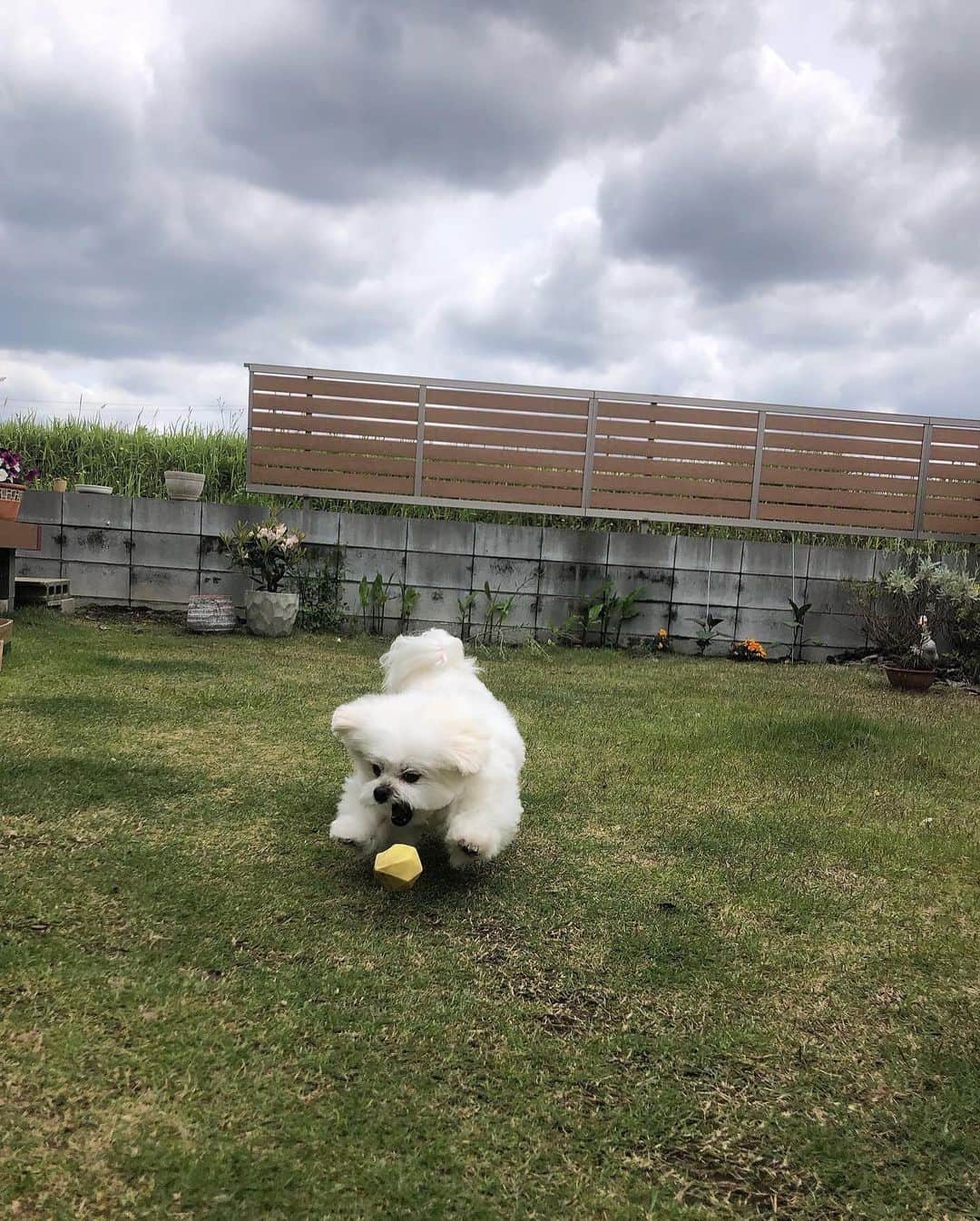 小野真弓さんのインスタグラム写真 - (小野真弓Instagram)「追記✏️ post後に写真がズレてる事に気づき、 ２度ほどpostし直しました。 いいね♡コメント、消えてしまった方 すみません🙏読ませて頂いております。 ありがとうございます🥺  ‥‥‥‥‥‥  おはにゃーーん🐼😪 ちりんくんでーす🐾  ぼくのふかふかのお腹に 顔を埋めると〜 とっても優しい気持ちになるよ。  みんな今日も〜 優しく、良い一日を過ごすにゃん❤️  いじわるするひとは〜 ぼくがパンチとガブリで、 やっつけるにゃ😎⚡️  🐼 #お泊まり猫#ちりんくん #強面猫#あまえんぼ猫#昔悪かった猫 #ギャップ萌男子#ちーちゃん帰宅#また来てね 🐶 #チワワ#ハナちゃん #ねむねむシニア#小さな長女#カンガルー犬 🐶 #チワマル#ハルくん #王様犬#散歩命犬#ボール命犬#黄色好き犬 🐯🐯 #雑種猫兄妹#アオくん#ナナちゃん #仲良し兄妹猫#そっくり兄妹猫#甘えん坊兄妹猫#ボール投げアオくん 🙋‍♀️ #トリマーかーさん#トリミング #小春ちゃん#7ミリサマー  トリマーモードのおかーさん🐶✂️  アシスタントはナナちゃん🐯 バリカンのコードをやっつけるお手伝いにゃ🐾 親孝行にゃあ🥺🎀」5月12日 8時22分 - hanaharuaroi