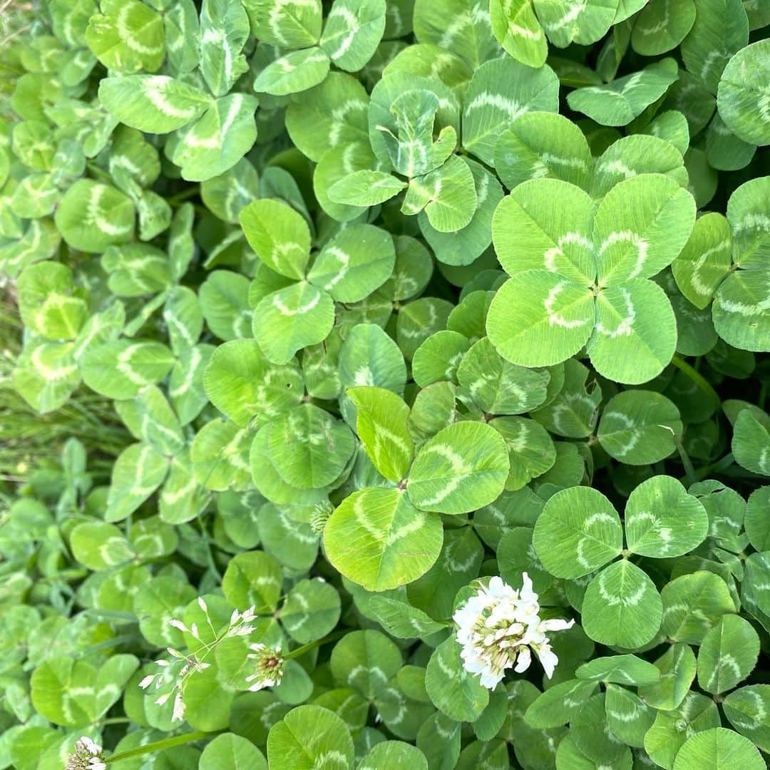 真彩希帆さんのインスタグラム写真 - (真彩希帆Instagram)「みなさま、こんばんは🍀🌼  先日お休みの日に、天気が良かったので親友とお散歩デートをしたのですが....☺️💕  なんと❣️なんと❣️ 四葉のクローバー🍀を発見しました😳🧡✨  しかも2つも‼︎  その後さらに幸運は続き 親友は 五つ葉のクローバーを発見😳💕  嬉しすぎて、凄すぎて思わず笑いが止まらなくなった写真と、見つけてびっくりしてる写真です笑  五つ葉のクローバーさんは 調べたら  「100万分の1の確率」だともいわれているそう🙄✨ すごいー。。  みなさまにも良いことが たっくさん起こりますように🙏🏻🌈✨  やったね！！！ はっぴーらっきー☺️❤️🌈笑  #四葉 のクローバー🍀  #五つ葉 のクローバー🍀  #春だね☺️🌸💕 #真彩希帆 #🐼🛵」5月12日 21時12分 - maayakiho