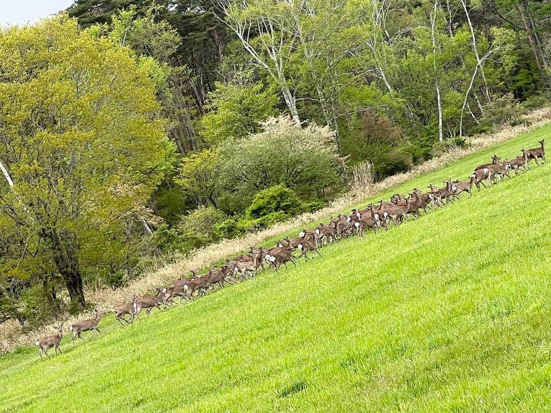 藤あや子さんのインスタグラム写真 - (藤あや子Instagram)「八ヶ岳でゴルフを終えての帰り道🚗 サラダバーを満喫している鹿の大家族に遭遇🦌 白いお尻をプリプリさせて走る姿が可愛かった〜😍 のどかな光景にとっても癒されました☺️ #八ヶ岳 #🦌 #🥗」5月13日 13時14分 - ayako_fuji_official