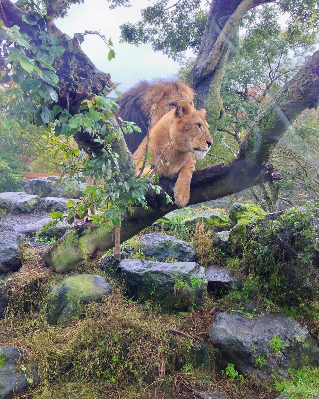 吉山りささんのインスタグラム写真 - (吉山りさInstagram)「🐅 泣きたくなるほど可愛い🥹💕  🐆🐅大好き💓 ライオンたちみんなラブラブだった😍   #lion  #ライオン #tiger  #🐆 #🐅 #🦁 #🐯 #ヒョウ  #leopard  #panther  #虎  #トラ  #animals  #car  #safari  #safaripark  #love  #動物  #動物大好き」5月13日 17時19分 - oreorerisa