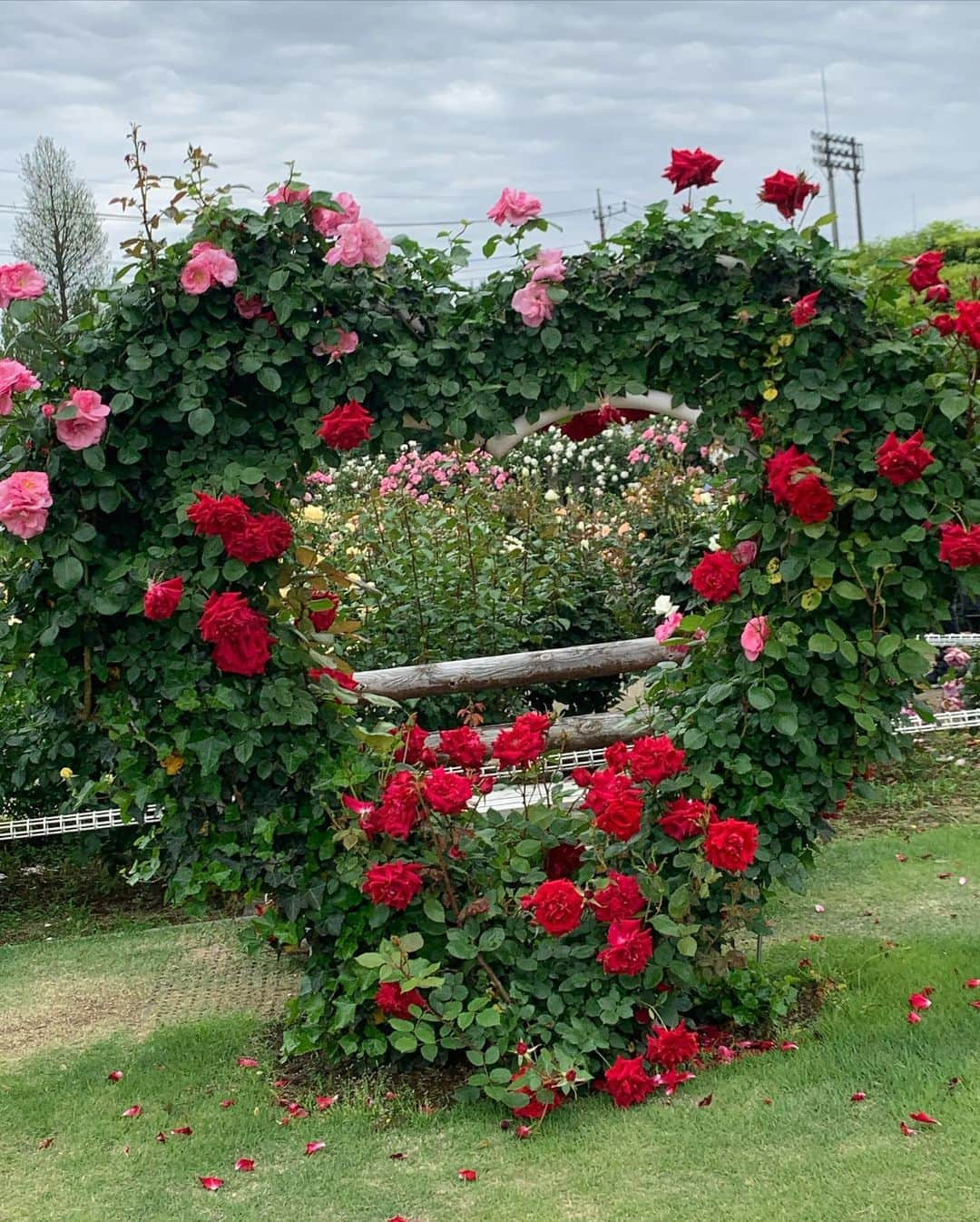 田中悦子さんのインスタグラム写真 - (田中悦子Instagram)「薔薇🌹がお見事でした😘  お花はほんと癒されますね🥰  1枚目はノーマルカメラで❣️  #ばら園 #バラ園 #薔薇 #flowers  #rose  #アラフィフ #アラフィフ女子 #ノーマルカメラ」5月15日 11時05分 - etsuko.reborn25