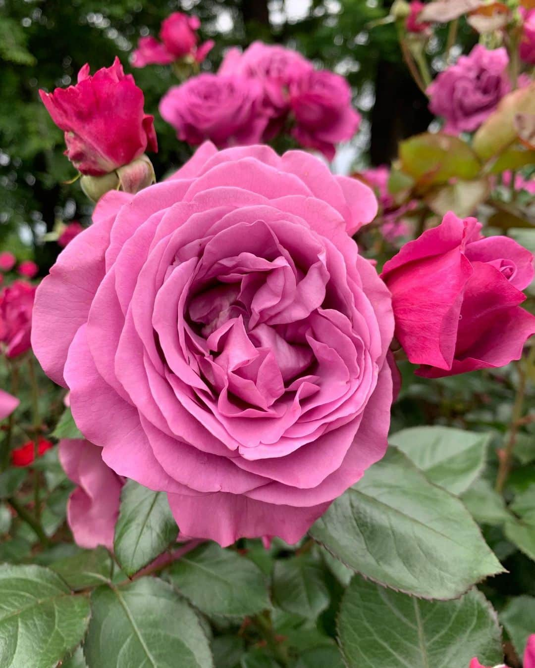 田中悦子さんのインスタグラム写真 - (田中悦子Instagram)「薔薇🌹がお見事でした😘  お花はほんと癒されますね🥰  1枚目はノーマルカメラで❣️  #ばら園 #バラ園 #薔薇 #flowers  #rose  #アラフィフ #アラフィフ女子 #ノーマルカメラ」5月15日 11時05分 - etsuko.reborn25