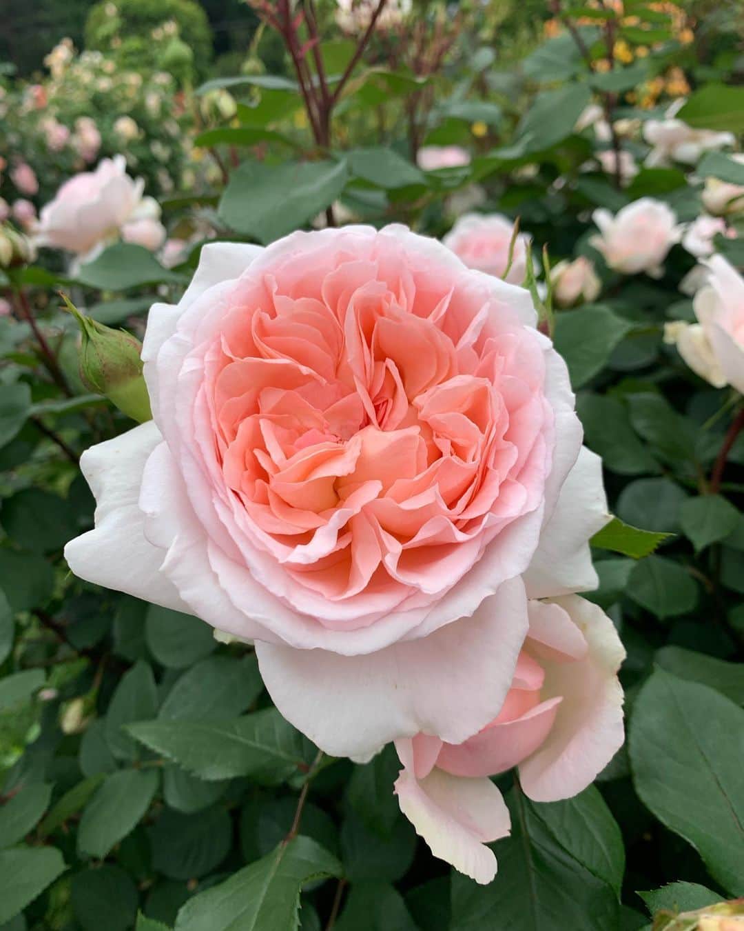 田中悦子さんのインスタグラム写真 - (田中悦子Instagram)「薔薇🌹がお見事でした😘  お花はほんと癒されますね🥰  1枚目はノーマルカメラで❣️  #ばら園 #バラ園 #薔薇 #flowers  #rose  #アラフィフ #アラフィフ女子 #ノーマルカメラ」5月15日 11時05分 - etsuko.reborn25