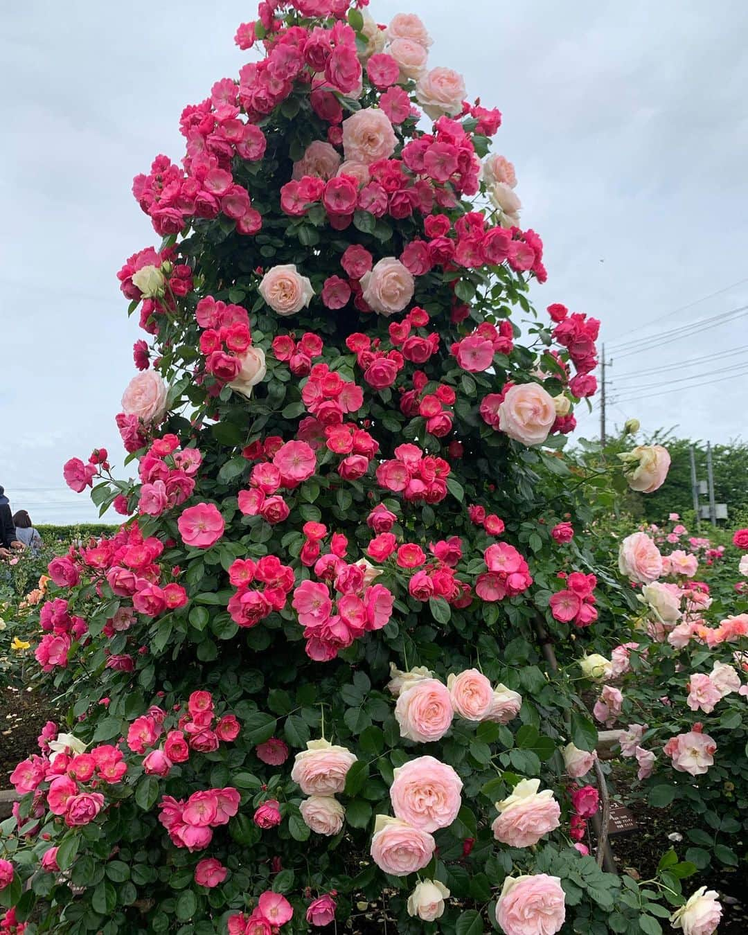 田中悦子さんのインスタグラム写真 - (田中悦子Instagram)「薔薇🌹がお見事でした😘  お花はほんと癒されますね🥰  1枚目はノーマルカメラで❣️  #ばら園 #バラ園 #薔薇 #flowers  #rose  #アラフィフ #アラフィフ女子 #ノーマルカメラ」5月15日 11時05分 - etsuko.reborn25