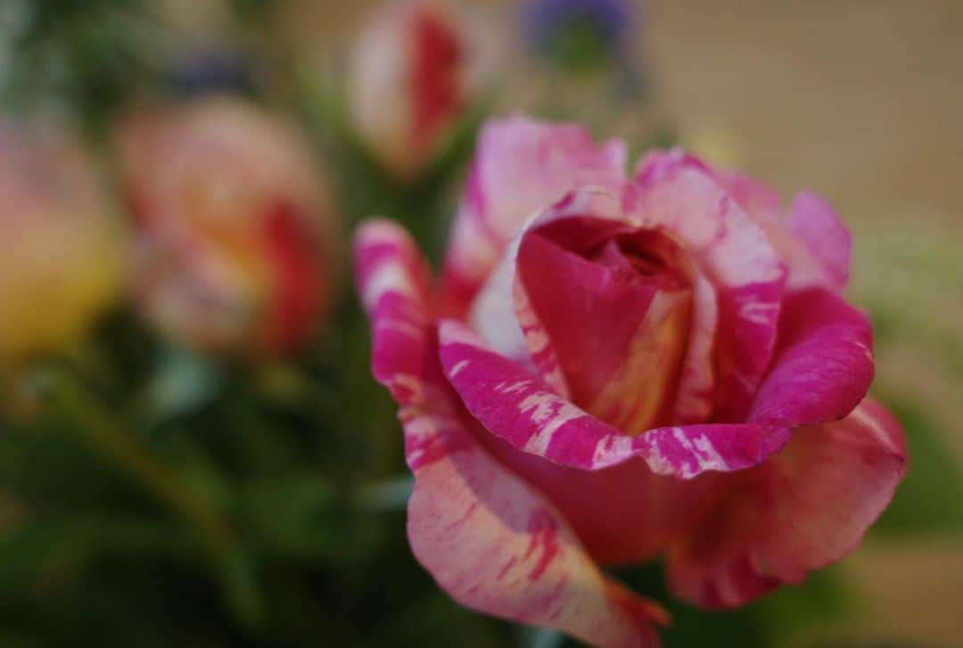 内山理名さんのインスタグラム写真 - (内山理名Instagram)「🫶🏻✨  母が庭の薔薇を摘んでブーケを作って遊びにきてくれた。この時期の楽しみ！」5月15日 12時21分 - rinauchiyama_official