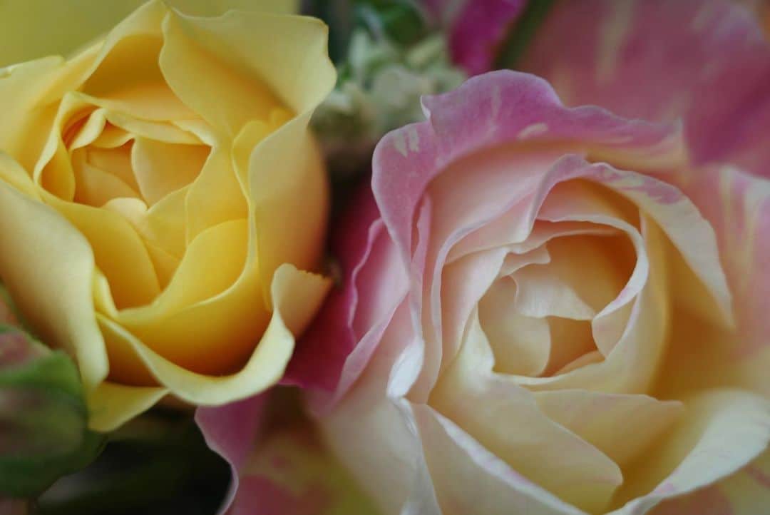 内山理名さんのインスタグラム写真 - (内山理名Instagram)「🫶🏻✨  母が庭の薔薇を摘んでブーケを作って遊びにきてくれた。この時期の楽しみ！」5月15日 12時21分 - rinauchiyama_official