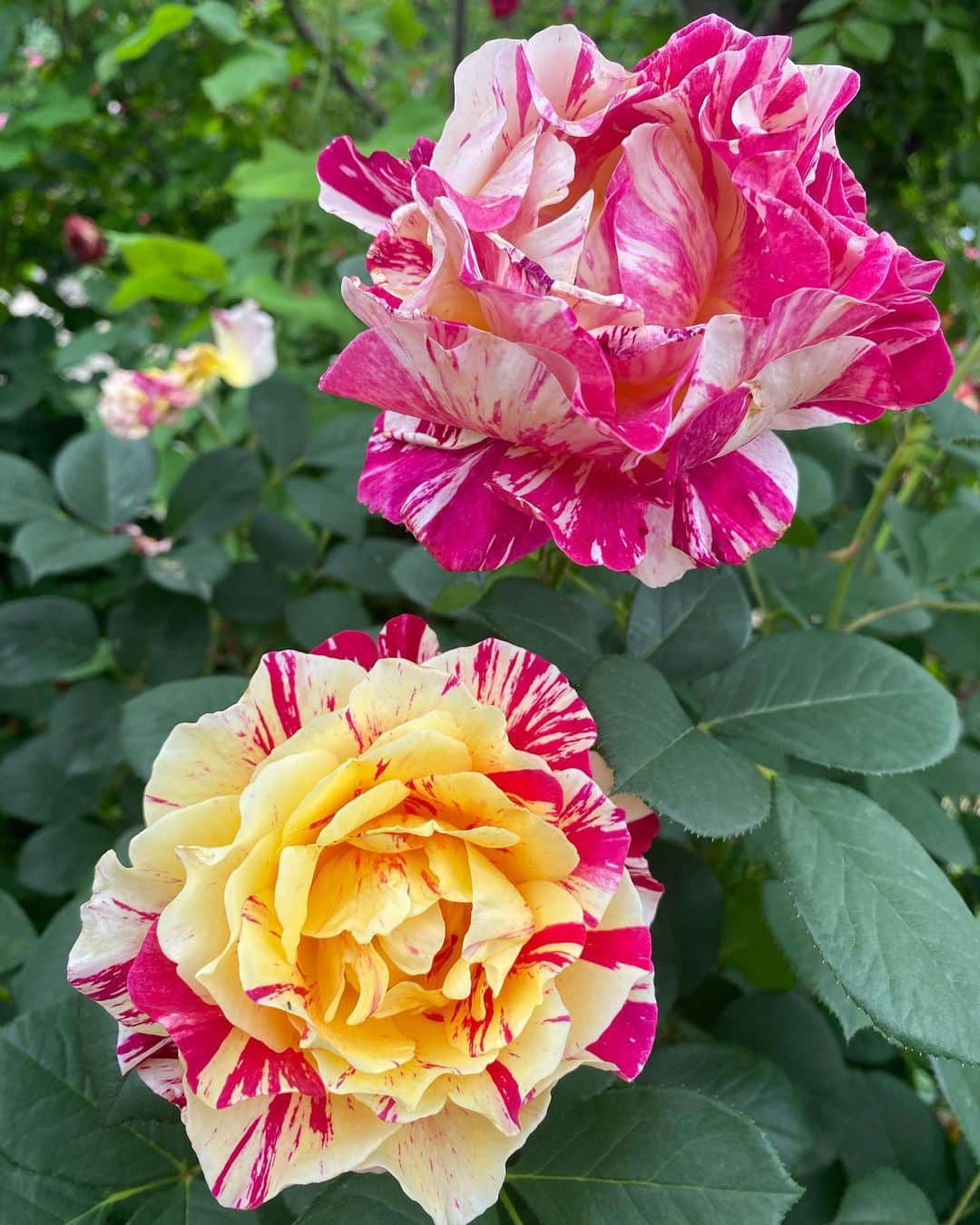 黒澤詩音さんのインスタグラム写真 - (黒澤詩音Instagram)「#東京競馬場 #ローズガーデン  #オークス 週にはさらなる輝きを増すことと思います🌹  さて、今日は少し遠くまでお仕事へ✊  #薔薇 #ローズ #rose #rosegarden #rosè #tokyoracecourse #umajo」5月16日 10時04分 - shionkurosawa_official