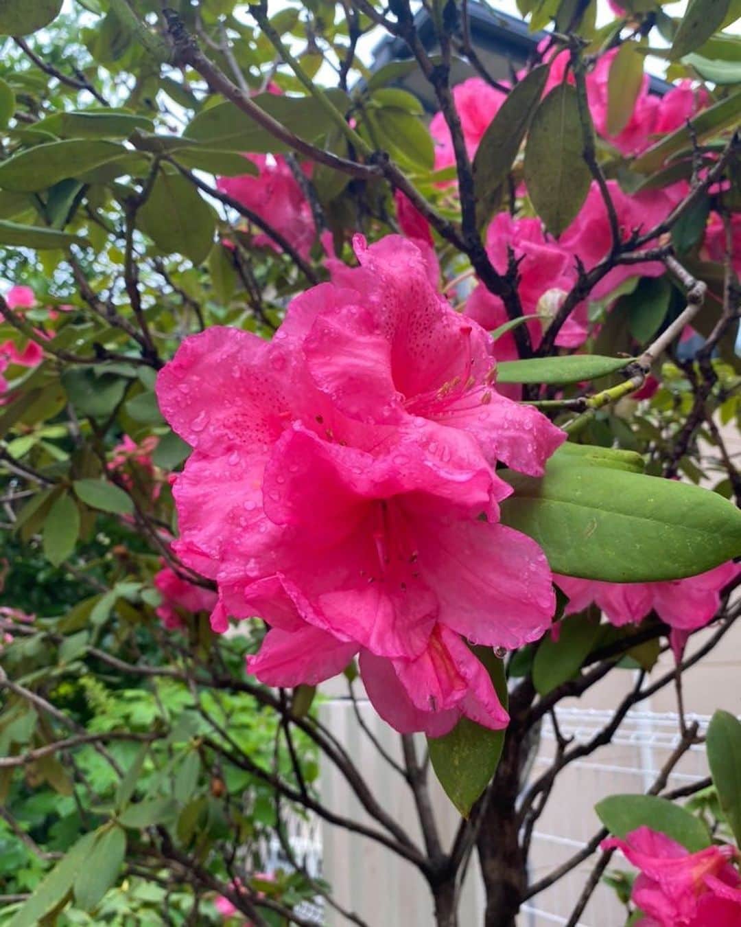 野口健さんのインスタグラム写真 - (野口健Instagram)「約1ヶ月ぶりに帰国しましたが、庭の様子がだいぶ様変わり！！！ 木の葉が青々。そして3月に植えたシャクナゲが満開！！！ エベレスト街道でも沢山のシャクナゲの花を見てきましたが、帰国してもまたシャクナゲ。それにしともシャクナゲは物凄い勢いで花を咲かせるのですね〜。  しばらく、ガーデニング&畑仕事しながらシャクナゲの花を楽しめそう(^.^)  そしてもう少しで紫陽花ですね〜。今年も紫陽花の森が楽しみ！！！  #野口健#野口健家庭菜園」5月16日 14時53分 - noguchiken8848