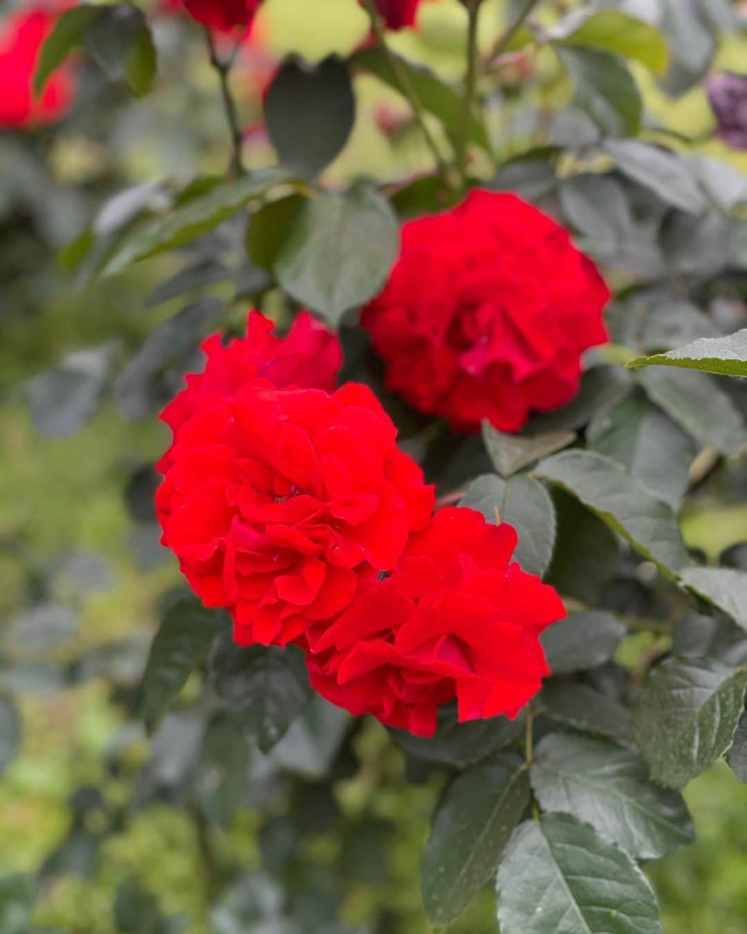 坂元美香さんのインスタグラム写真 - (坂元美香Instagram)「おはよー  この赤い薔薇があまりにも赤すぎて 遠くからでも主張が強く存在感半端ないから 近くまで見に行ってみたら 「オリンピックファイヤー」て名前なんだって😯  なんか素直に納得。 聖火のようなイメージね。  あまりに鮮やかすぎるため iPhoneで撮ると（2枚目と3枚目） 赤の色飽和がひどいです😅 赤すぎて眩しいって初めてかも。 究極の赤って感じ。  では仕事いってきまーす！ 今日は横浜です。  良い1日を〜😊  #代々木公園 #薔薇 #オリンピックファイヤー」5月17日 8時00分 - mika_saka