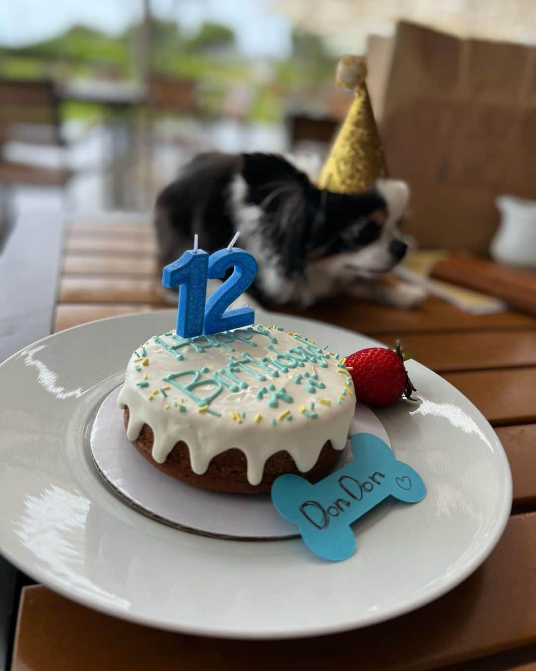 和央ようかさんのインスタグラム写真 - (和央ようかInstagram)「Happy Happy Birthday our Dondon 🐶🎂🎁❤️12 Beautiful Years🎊Many more to come 🐶  私達のベイビーどんどん、お誕生日おめでとう🎂🎊🎉🎁12歳！今日は一日どんどんの好きな事たくさんしたね🐶もっともっと楽しい事たくさんしよーね、いつもキラキラなどんどん🐶  おめでとう🎉  そして、  ありがとう😊  ##takakoworldstylin🌎 #takakohawaiistylin🏝 #dondon🐶#どんどん🐶#chihuahua #チワワ#puppylove happybirthday #ずっとげんきでいてね #yokawao#和央ようか」5月17日 15時12分 - yokawao0215