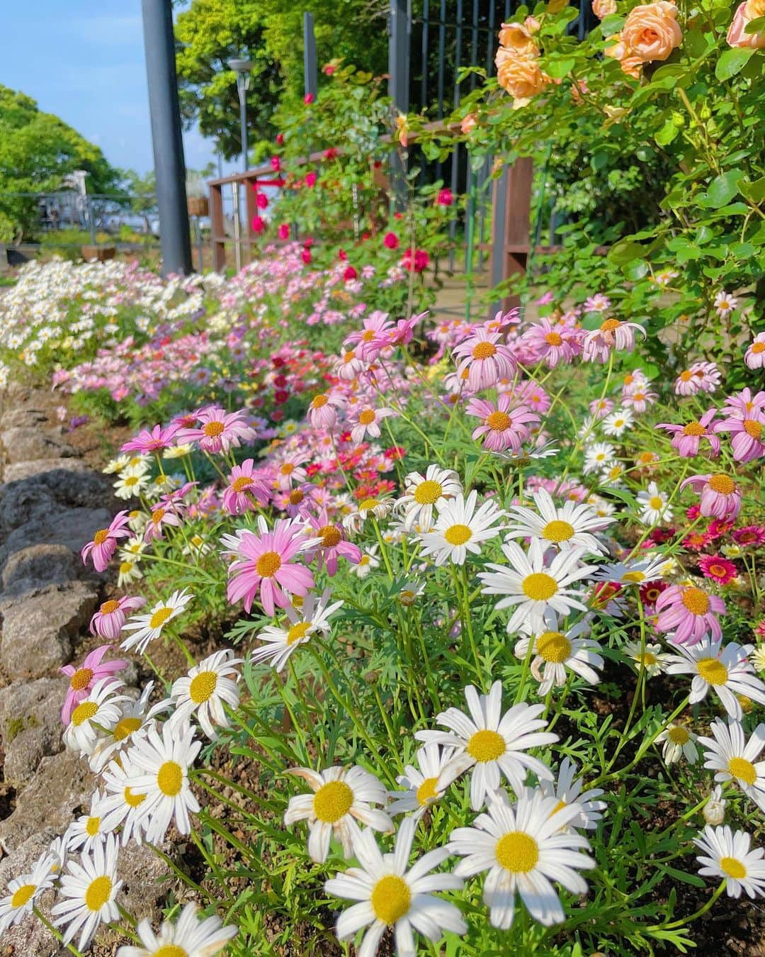 吉見衣世さんのインスタグラム写真 - (吉見衣世Instagram)「どうしても江ノ島に行きたくて友達誘って行ってきた😆✨  美味しい物食べて自然感じて最高すぎたー！！！  お花可愛すぎていっぱい撮った💓  #江ノ島#サムエルコッキング苑#お花#flower#観光」5月18日 20時03分 - iyori_nu