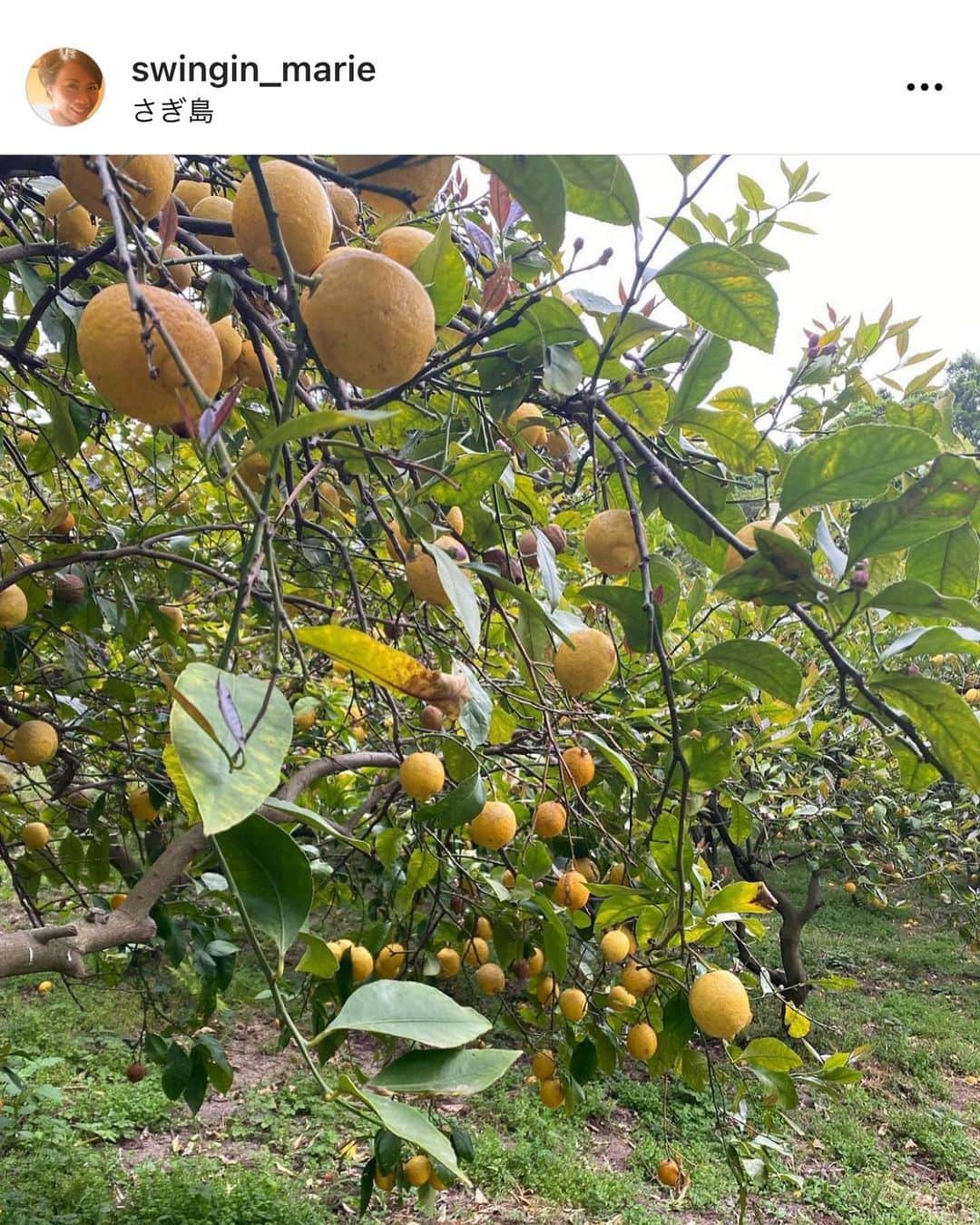 上野優花さんのインスタグラム写真 - (上野優花Instagram)「広島県さぎ島の🍋  広島は三原市に住む友人  @swingin_marie （以後マリーちゃん）から。  無農薬、無肥料で自然に育ったレモンだから、 不揃いで、大きくて、ずっしり！  甘くて旨いんだって🤤  マリーちゃんは 普段は三原市の山奥の古民家に住んでいて、 フェリーでさぎ島に渡りレモンを収穫しています。  自然を、、野菜を、、 こよなく愛する彼女。  そんな彼女が世界一と惚れ込んだレモンを 大切に大切にいただきます😊🙏🏻  まだ購入できるみたいなので、 マリーちゃんのDMに問い合わせてみてください❣️ @swingin_marie   それにしてもお手紙の始まりが 「今、さぎ島へ行くフェリーでお手紙を書いています」 だなんて、小説のようだし、 田舎のおばあちゃんからの手紙みたいで、 心がほっこり😌  彼女らしさが詰まったお届けもの、 ありがとうね💓  #世界一のレモン #レモン #🍋」5月19日 17時10分 - yuka_ueno89