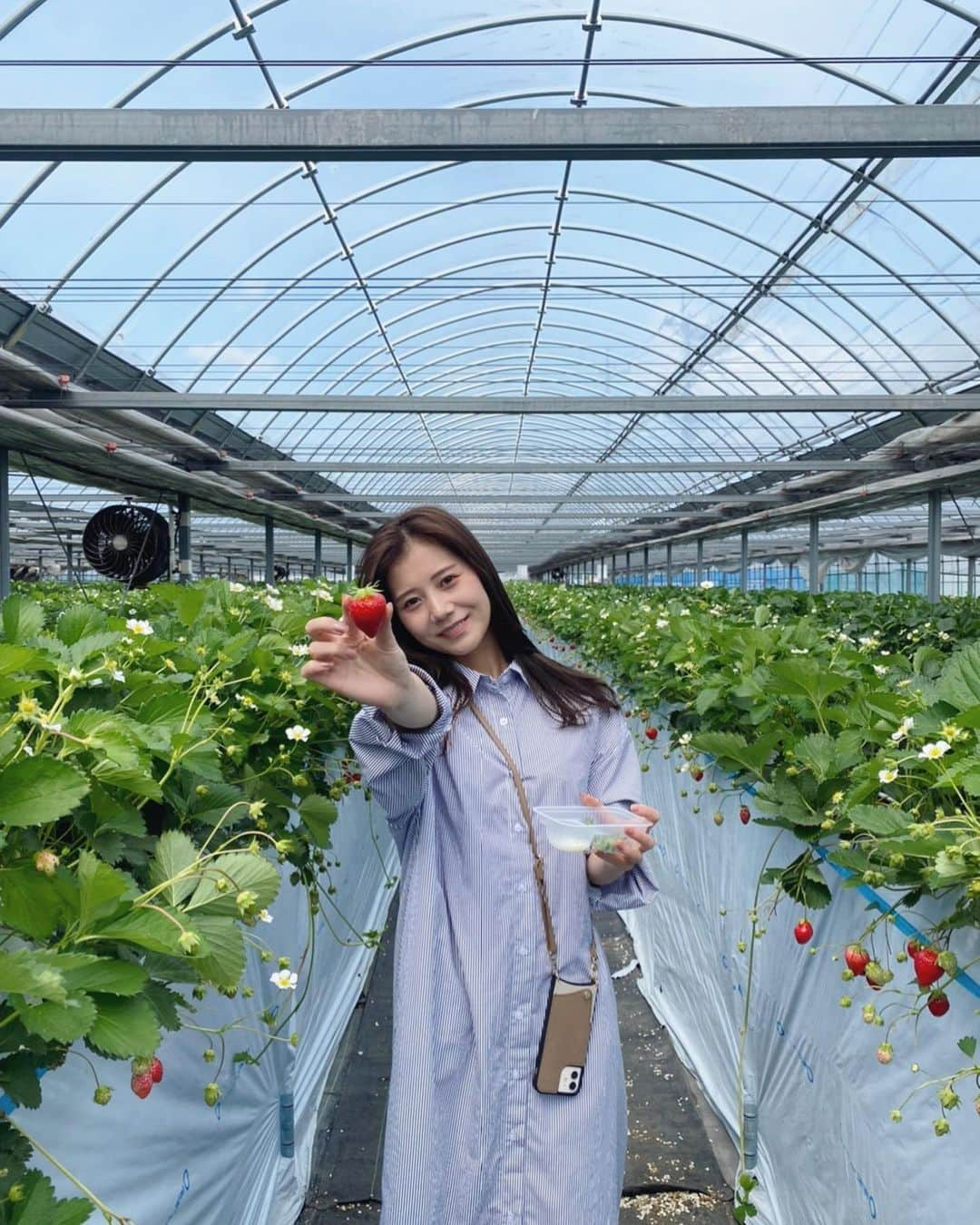 今井美桜さんのインスタグラム写真 - (今井美桜Instagram)「＊ 弟と彼女といちご狩り🍓 無制限食べ放題♡  いちご大好きなんだけど、 100個近く食べたんじゃない？🫥  いろんな品種があったから楽しかった〜  #いちご狩り #シャツワンピース  #食べ放題 #カジュアルコーデ  #春服 #いちご」5月19日 21時12分 - mio_ima49