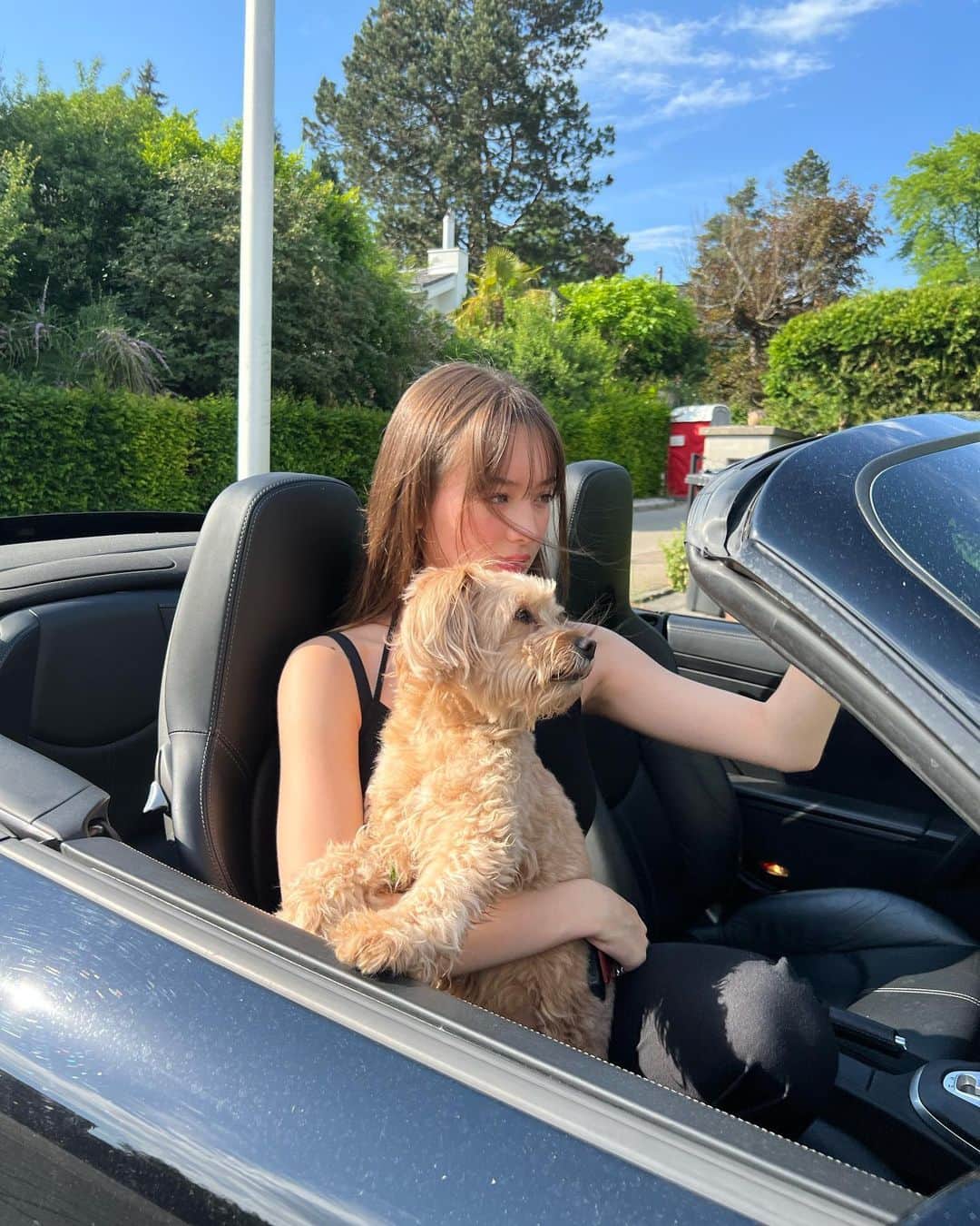 サクラ・キルシュさんのインスタグラム写真 - (サクラ・キルシュInstagram)「Car ride with cookie  Btw cookie is my dog 🍪   クッキーとドライブ！ . #halfgerman #halfjapnese #car #instagood #instagram #sunny #sunnyday #sun」5月20日 19時31分 - sakura_kirsch